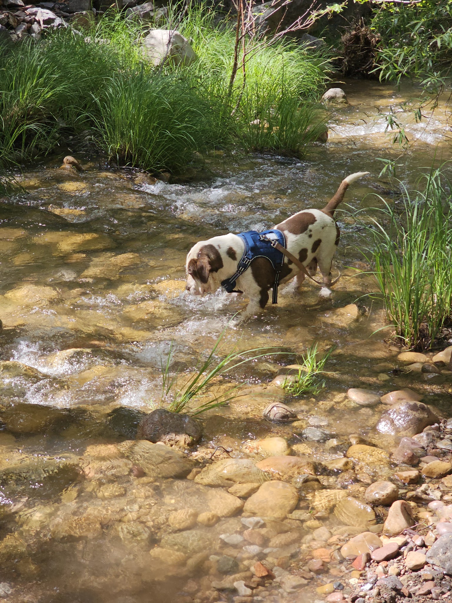 Haigler Canyon Campground And Day Use