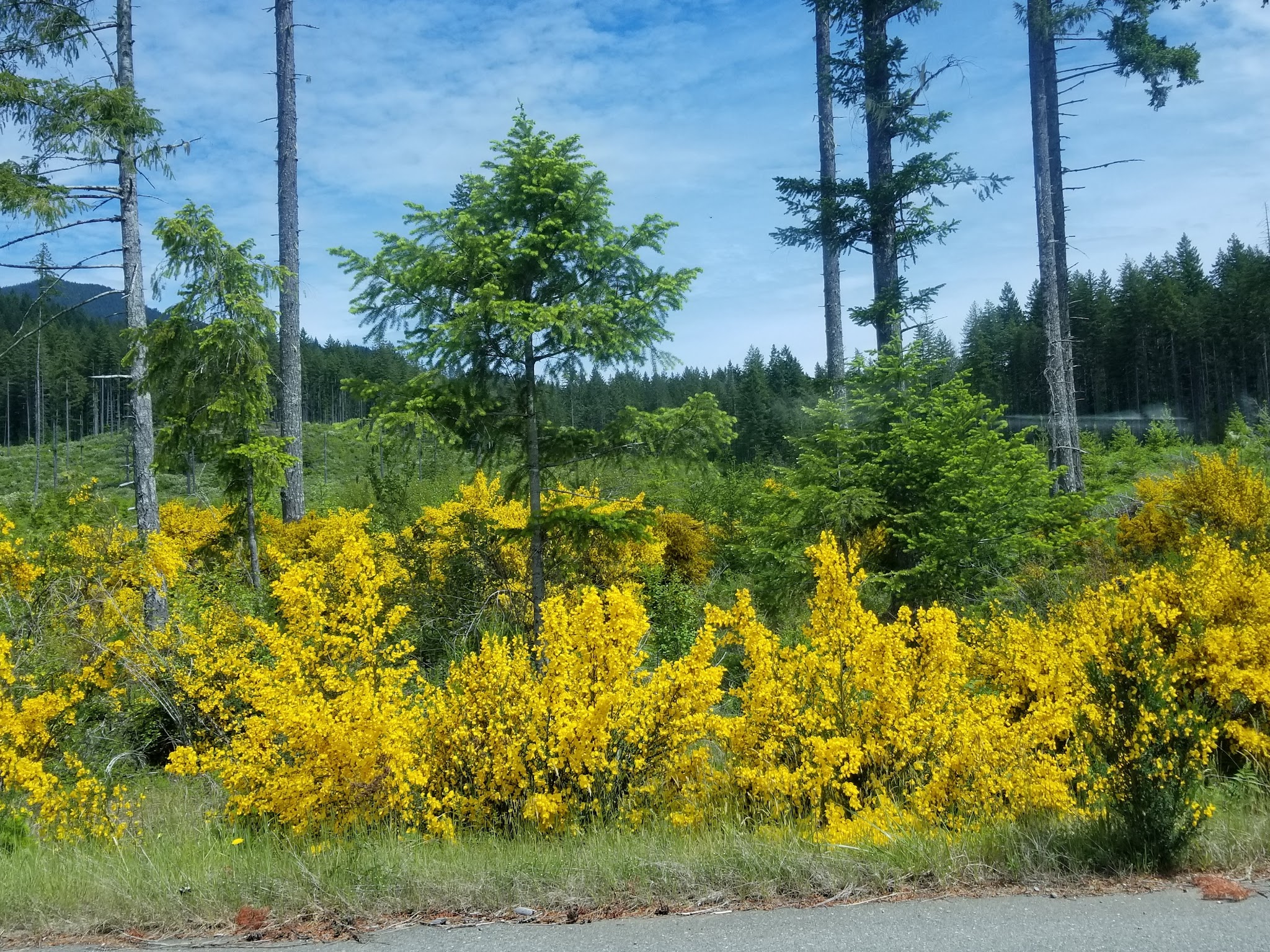 Hamma Hamma Campground