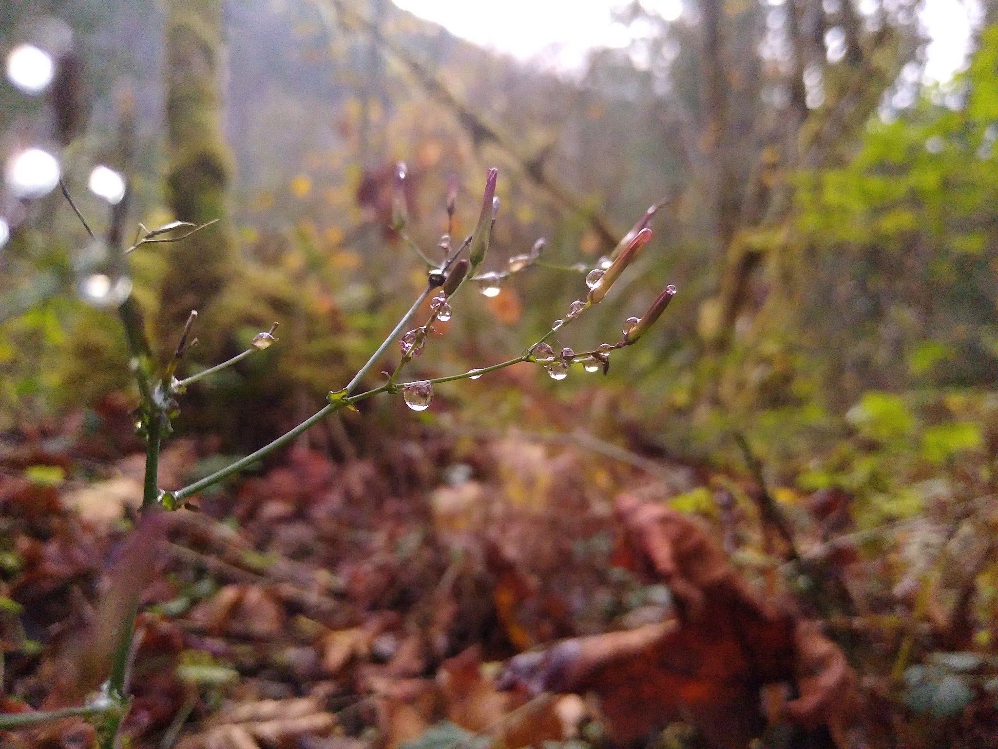 Hamma Hamma Campground