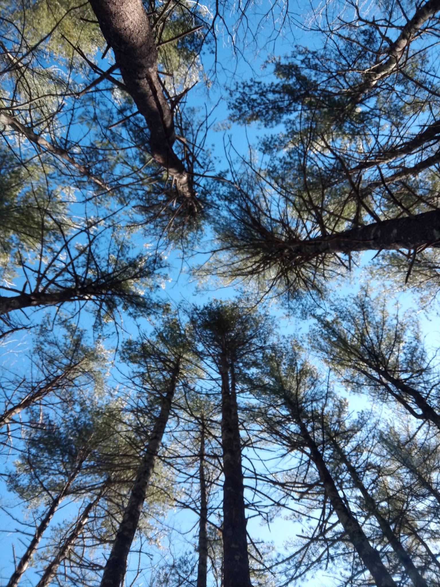 Loraine Campground At Harold Parker State Forest
