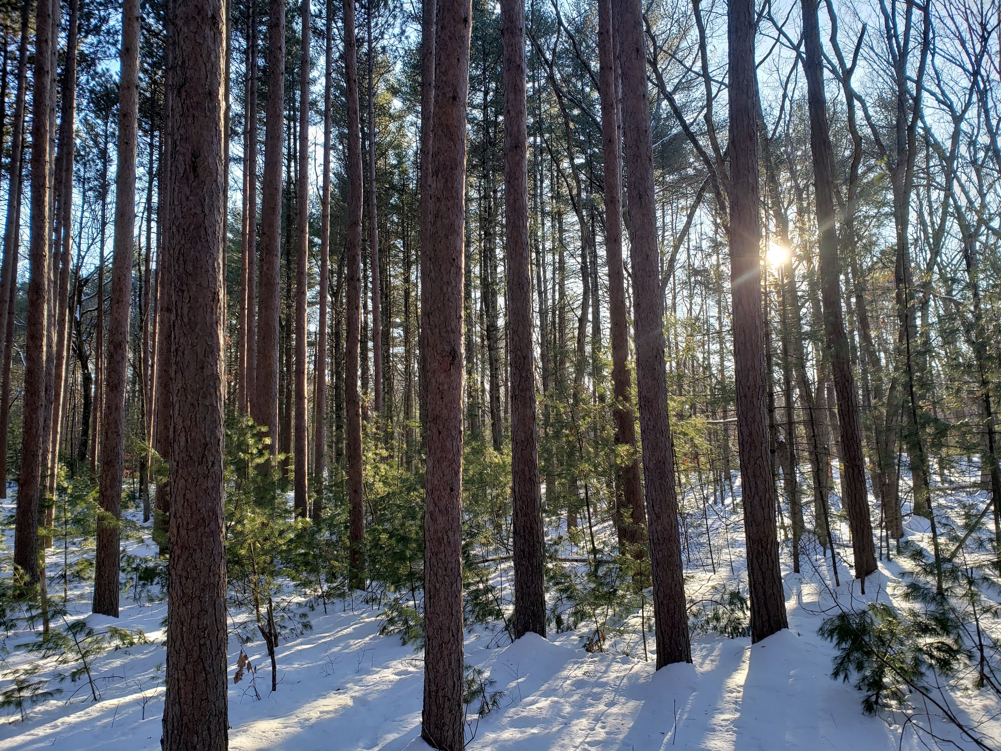 Loraine Campground At Harold Parker State Forest
