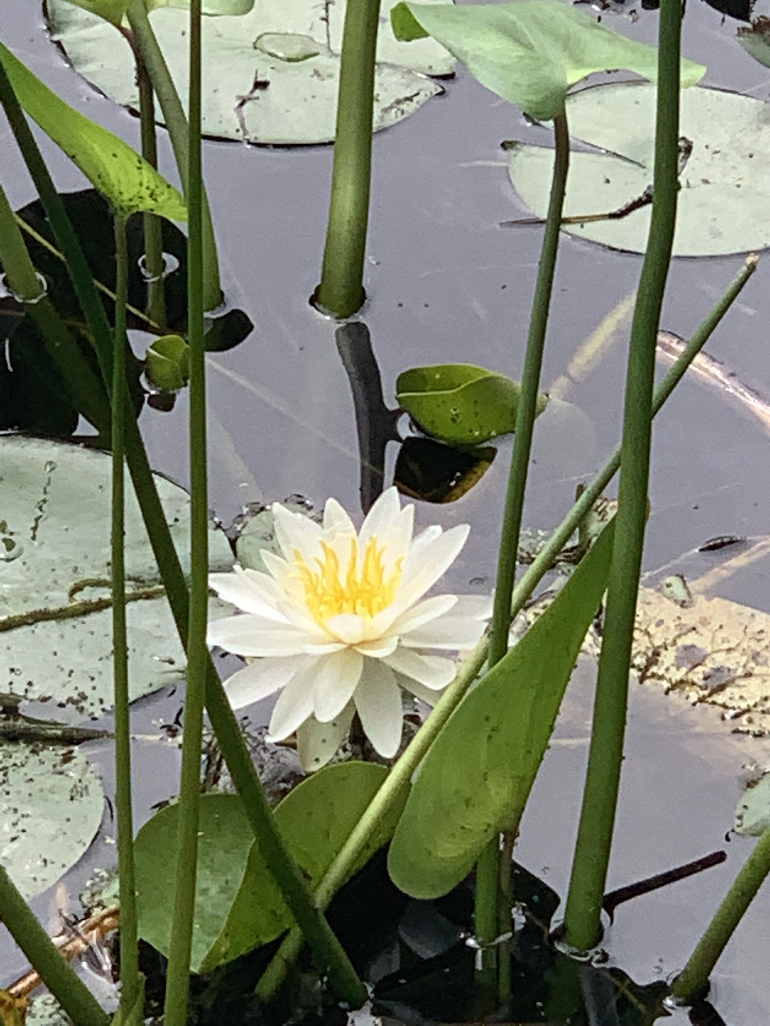 Loraine Campground At Harold Parker State Forest