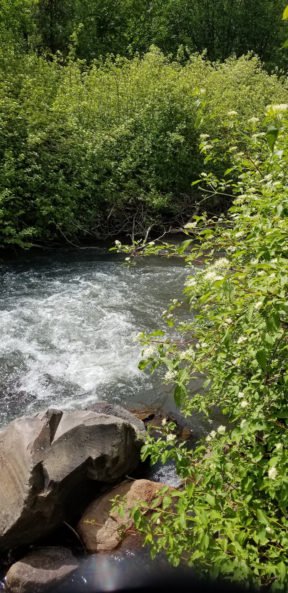 Harrington Fork Picnic Area