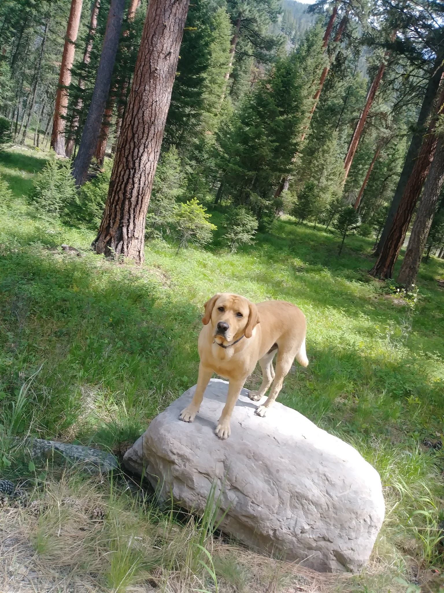 Harry'S Flat Campground