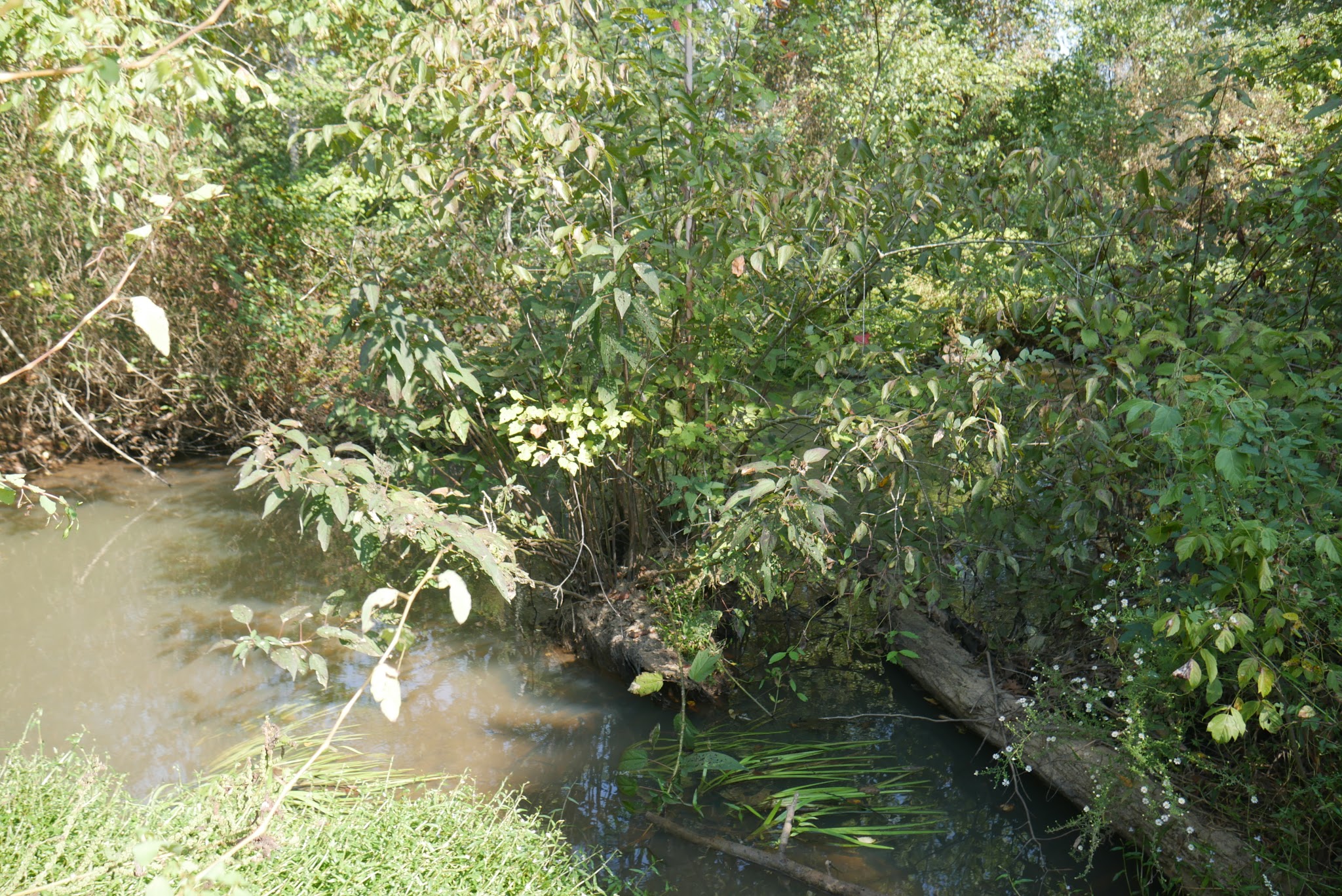 Haw River State Park