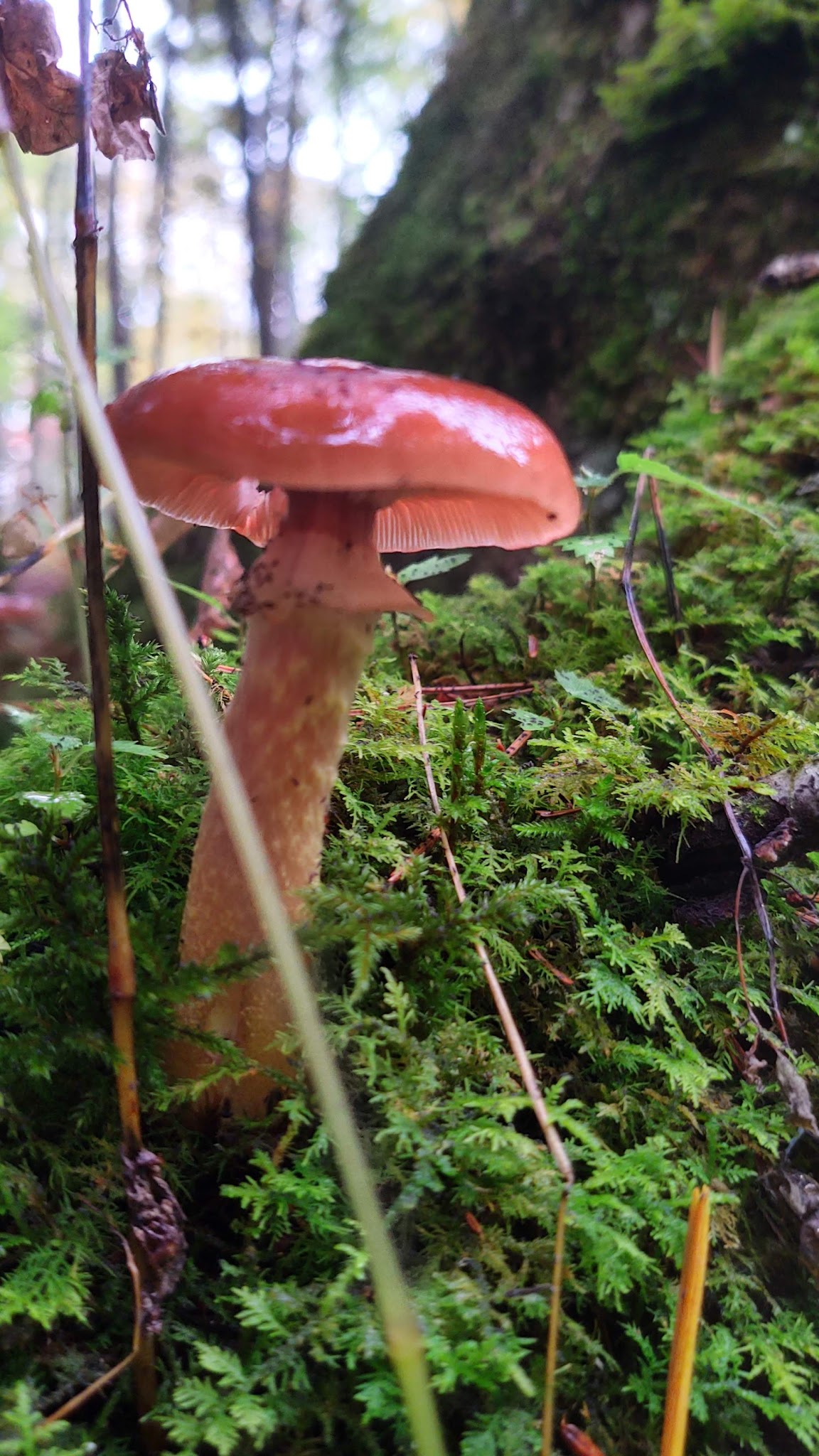 Haymeadow Creek Campsites