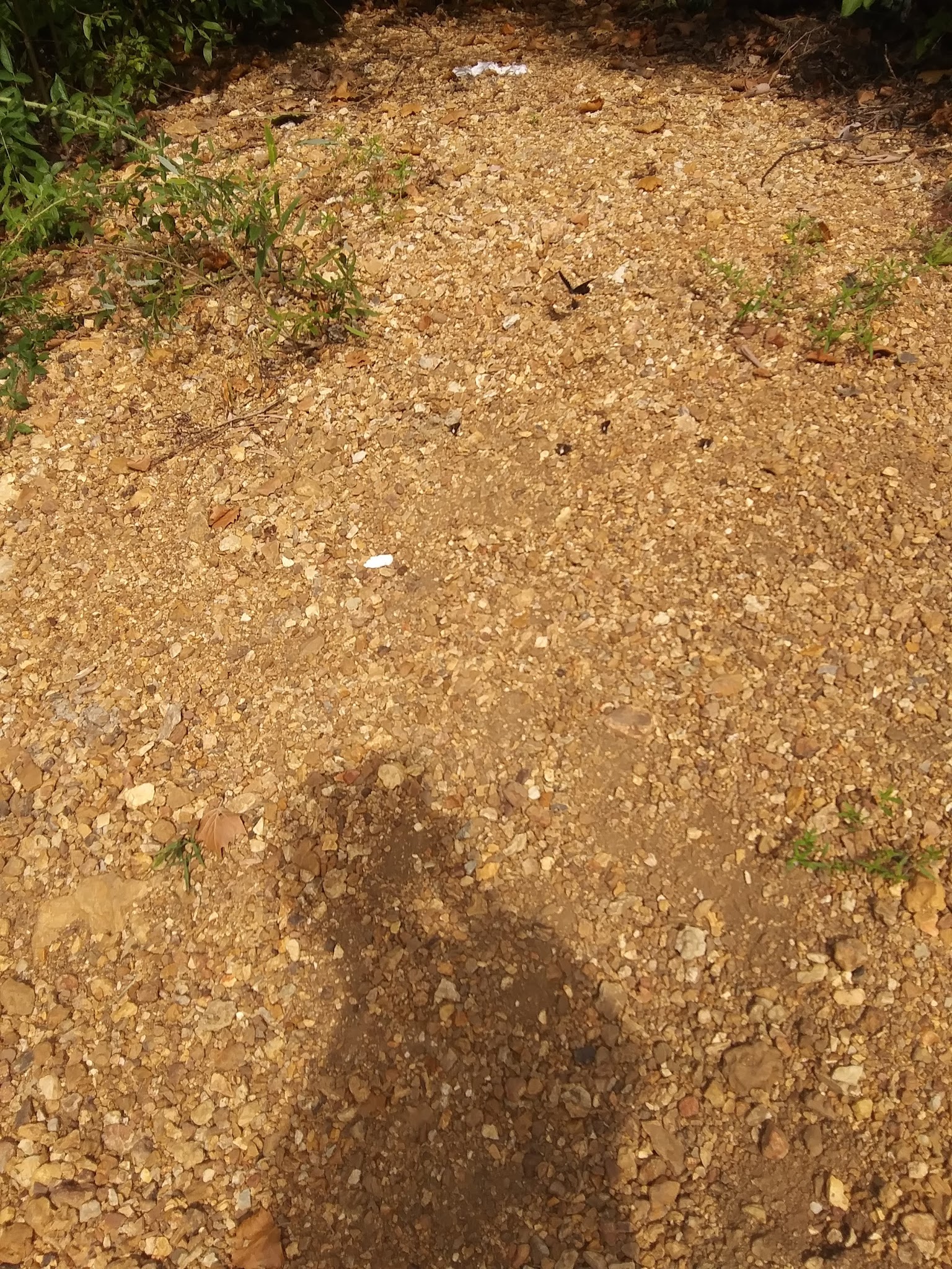 Hazel Creek Campground