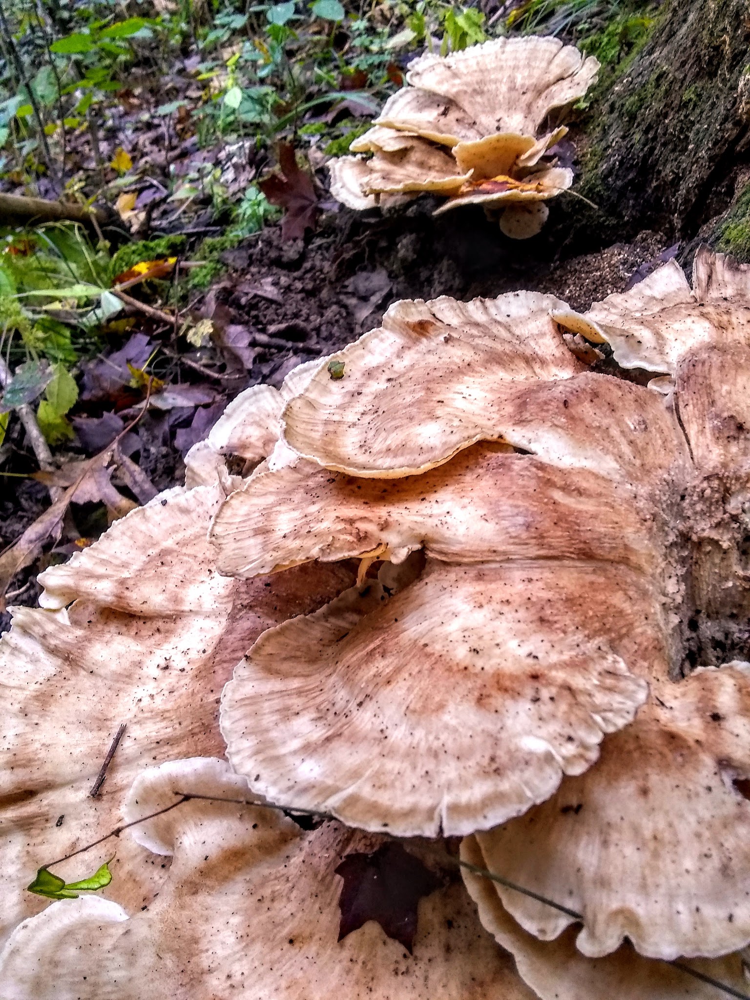 Hazel Creek Campground