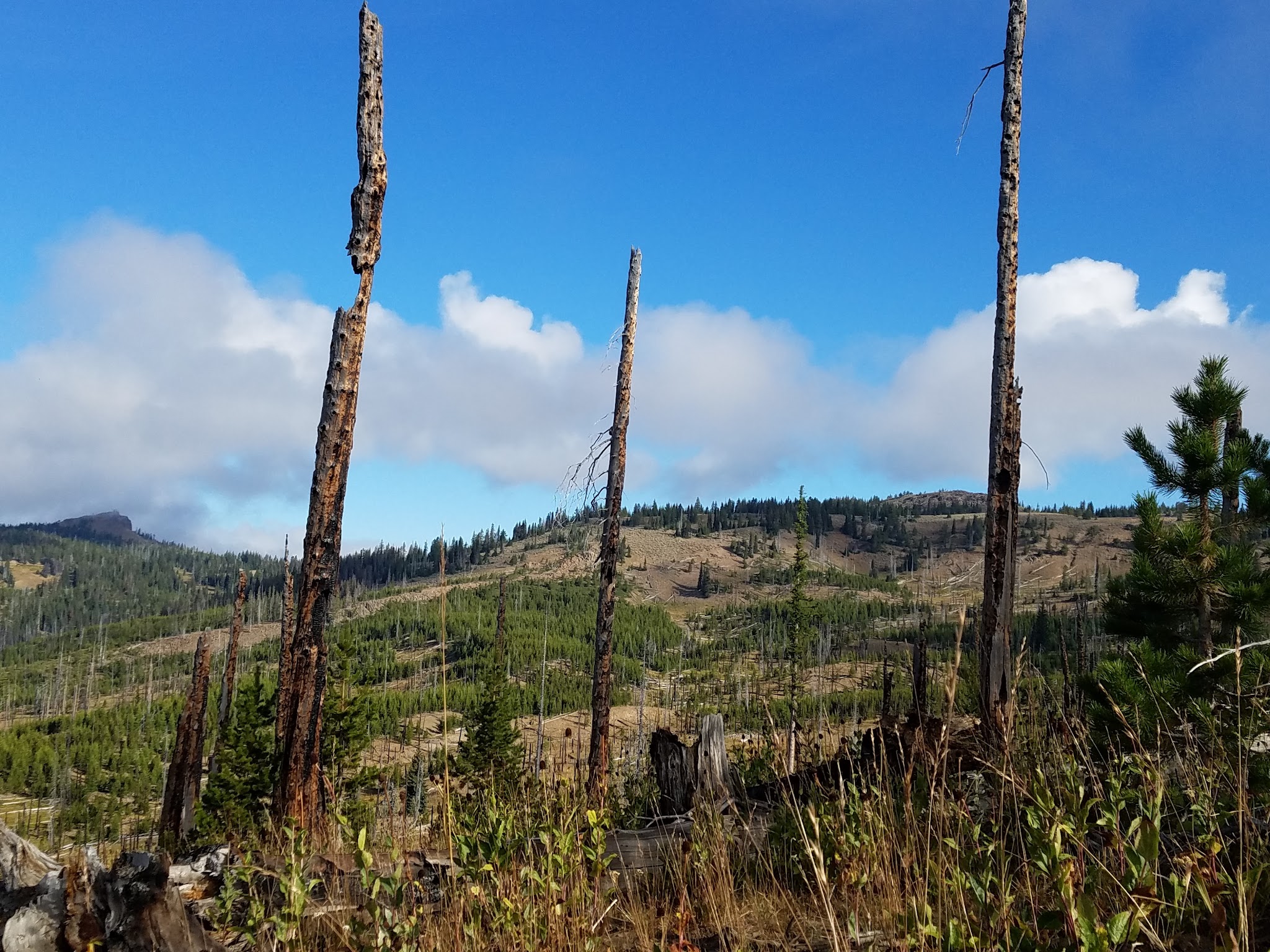 Head O' Boulder Forest Camp