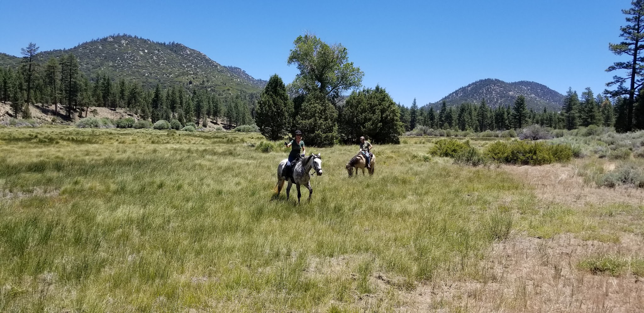 Heart Bar Equestrian