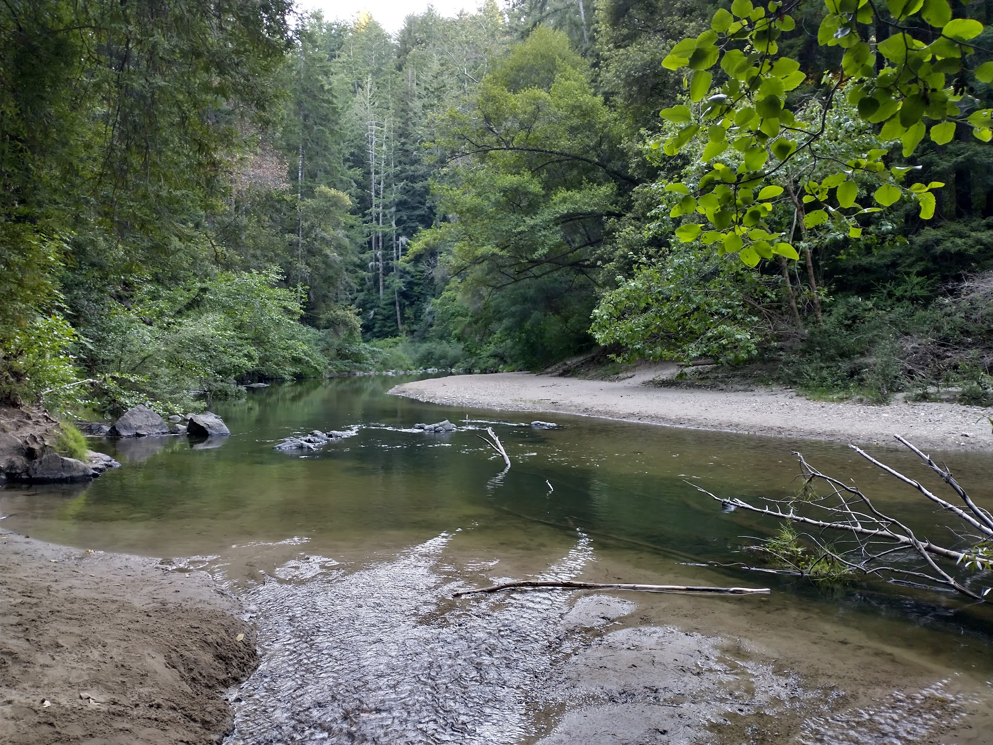 Henry Cowell Redwoods State Park Campground