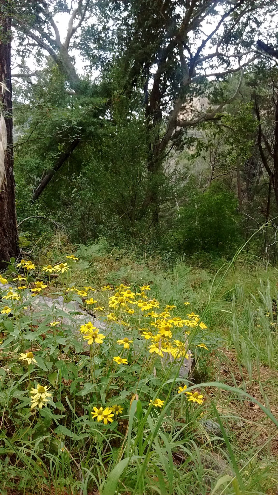 Herb Martyr Campground