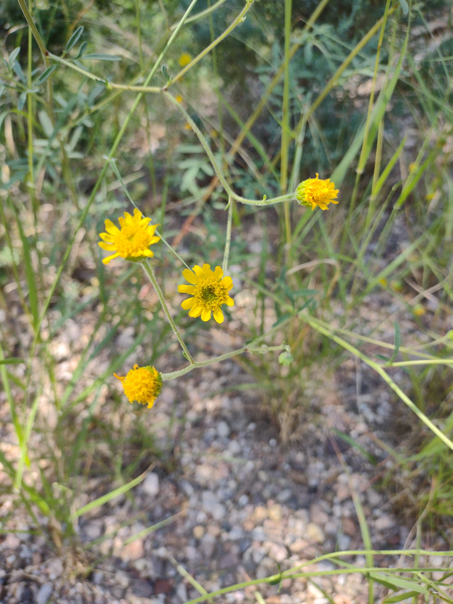 Herb Martyr Campground