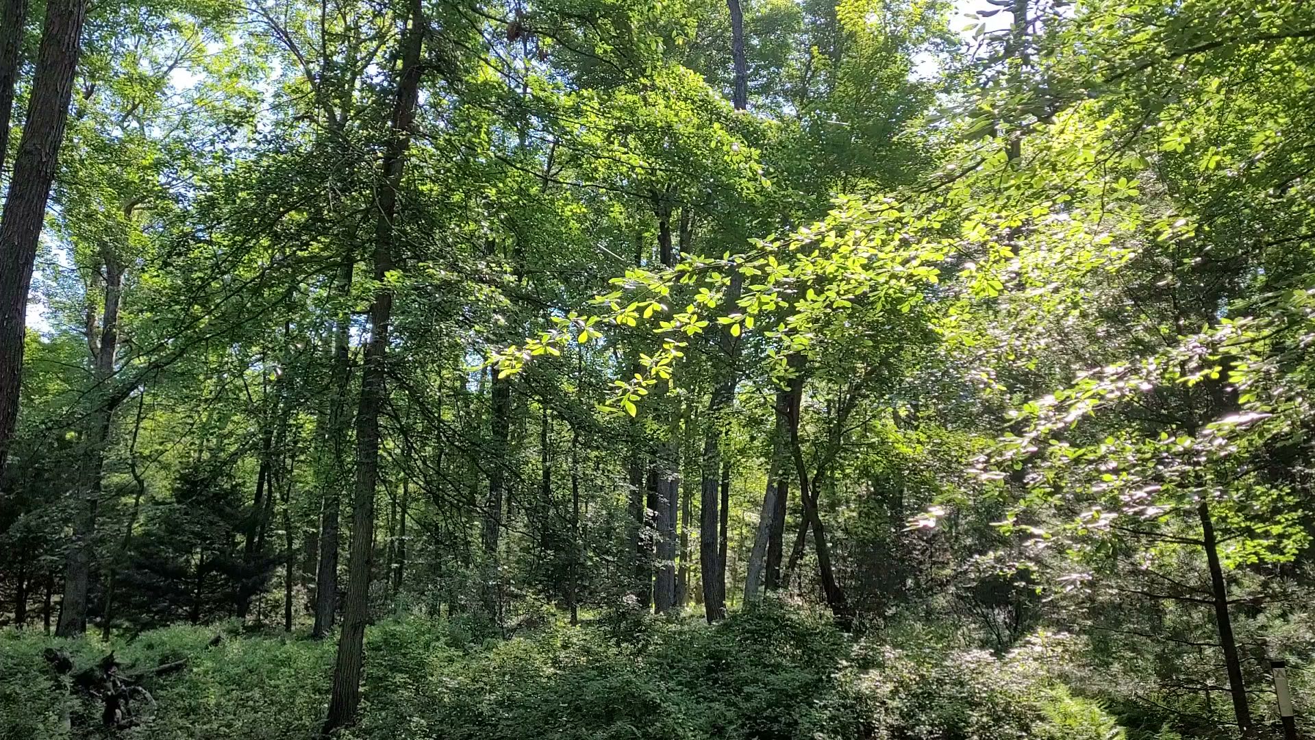 Hickory Run State Park