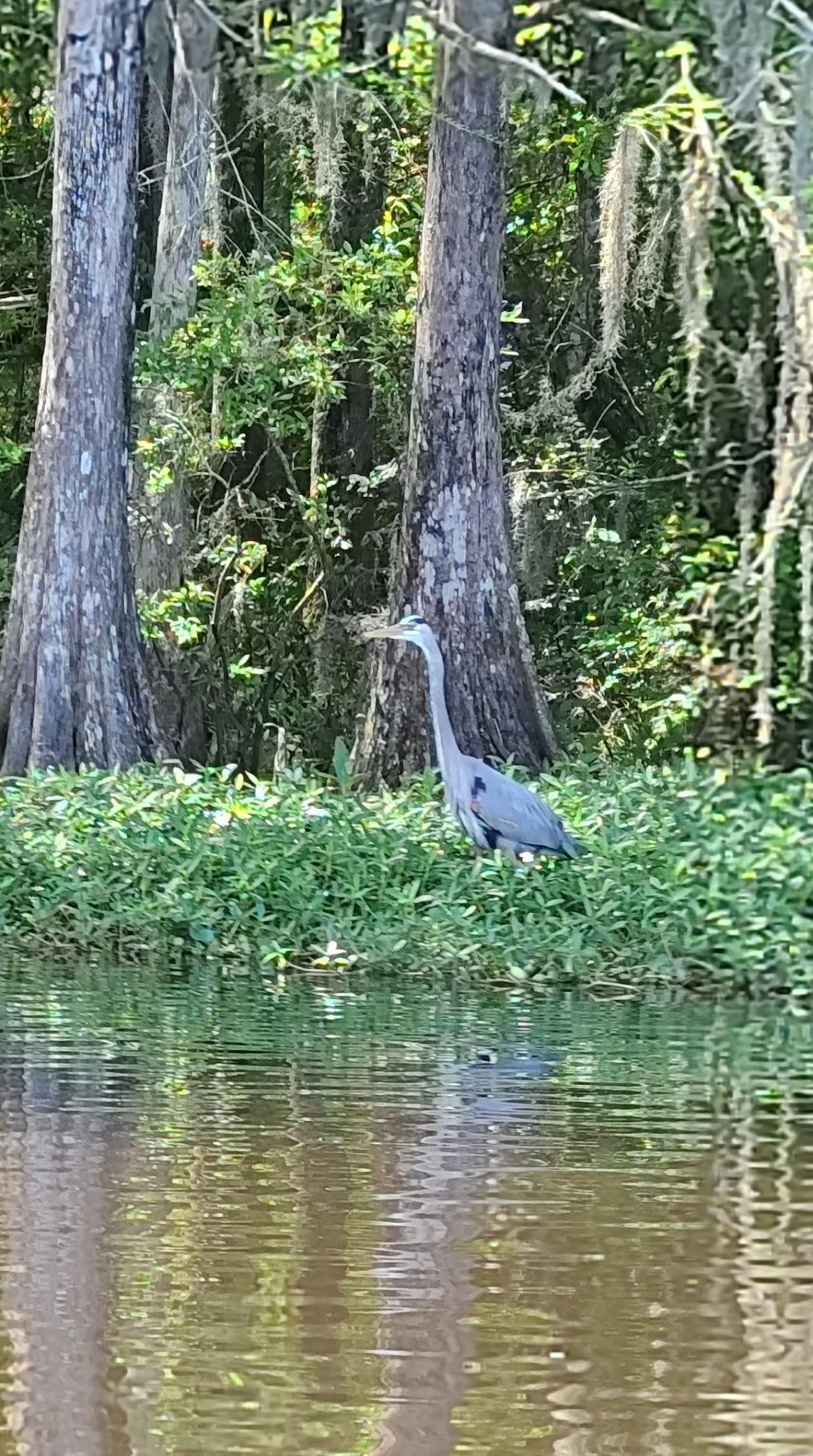 High Bluff Campground Lake Talquin State Forest