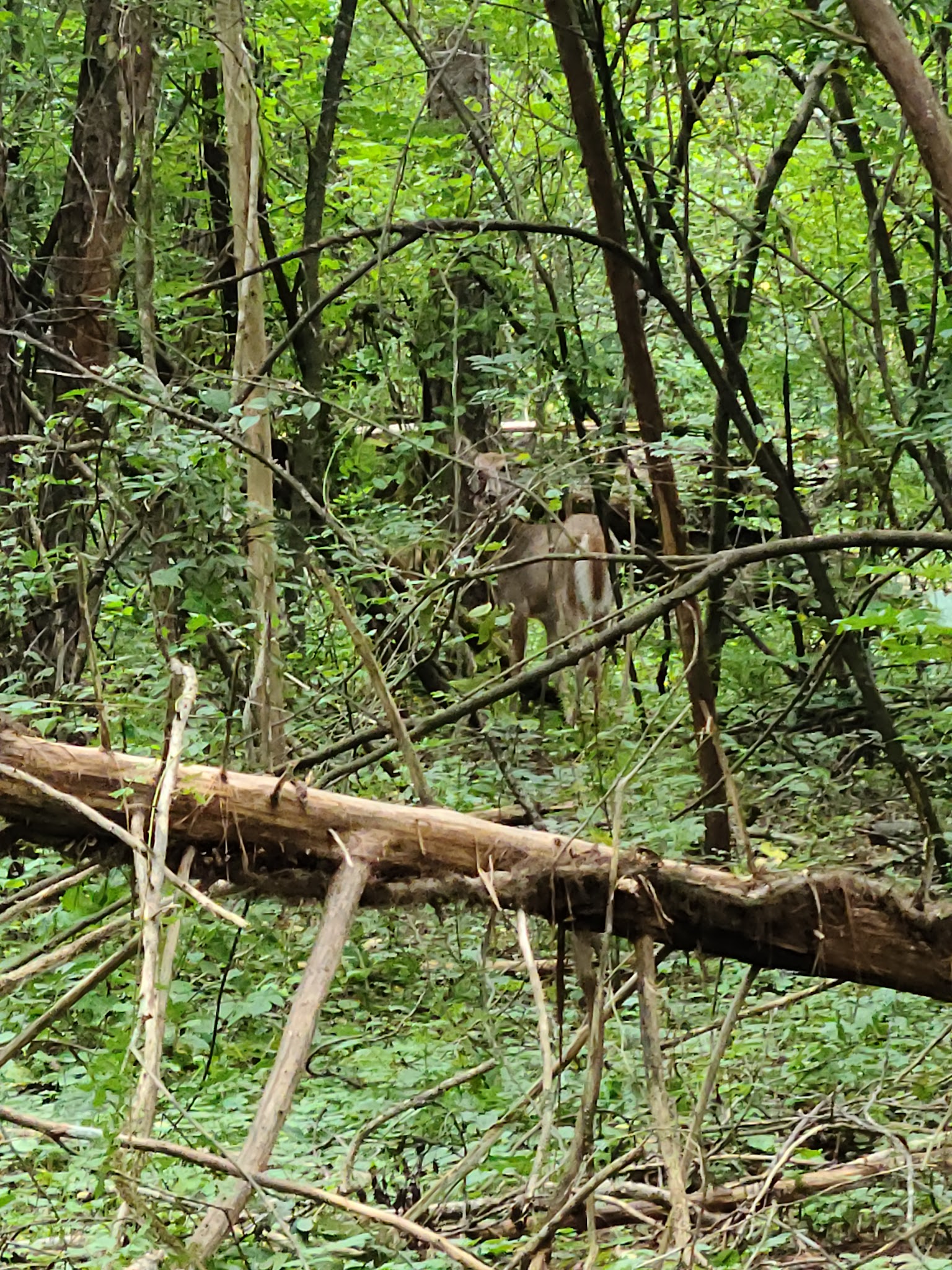 High Falls State Park