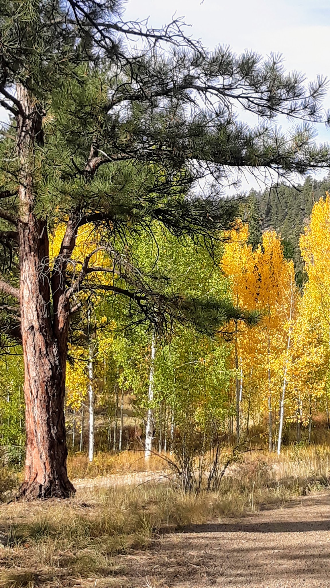 Highway Springs Campground