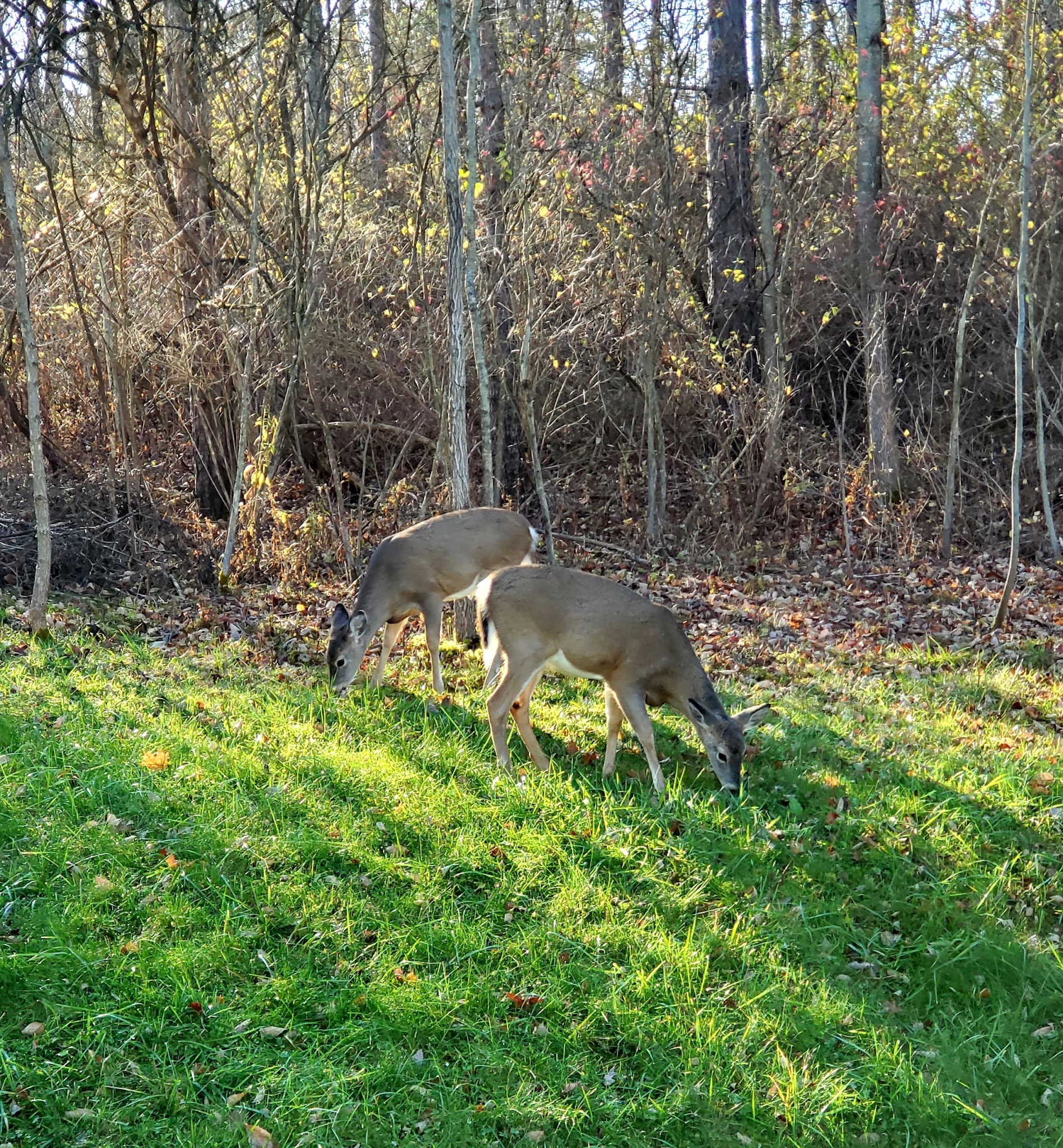 Hills Creek State Park