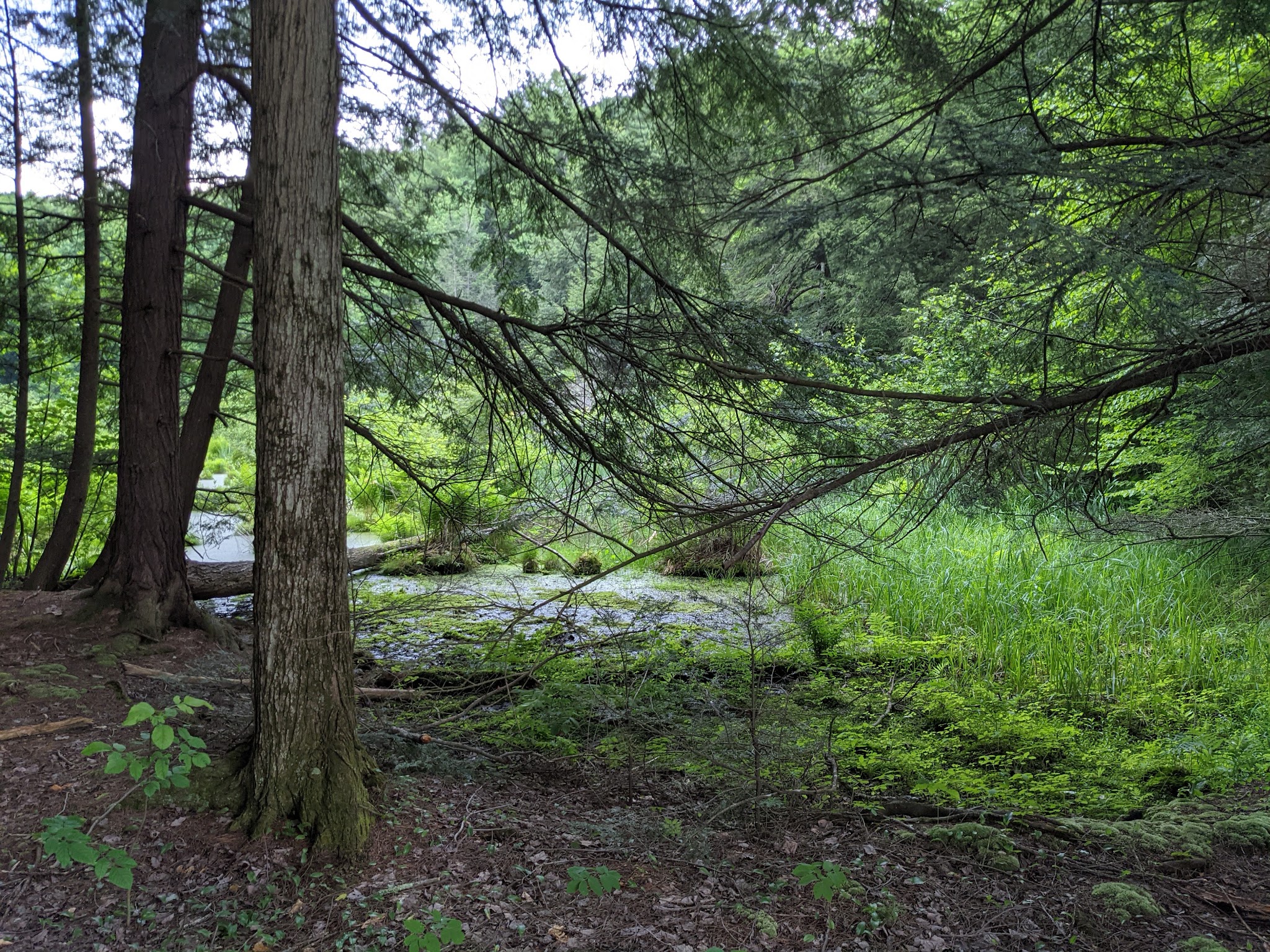 Hills Creek State Park
