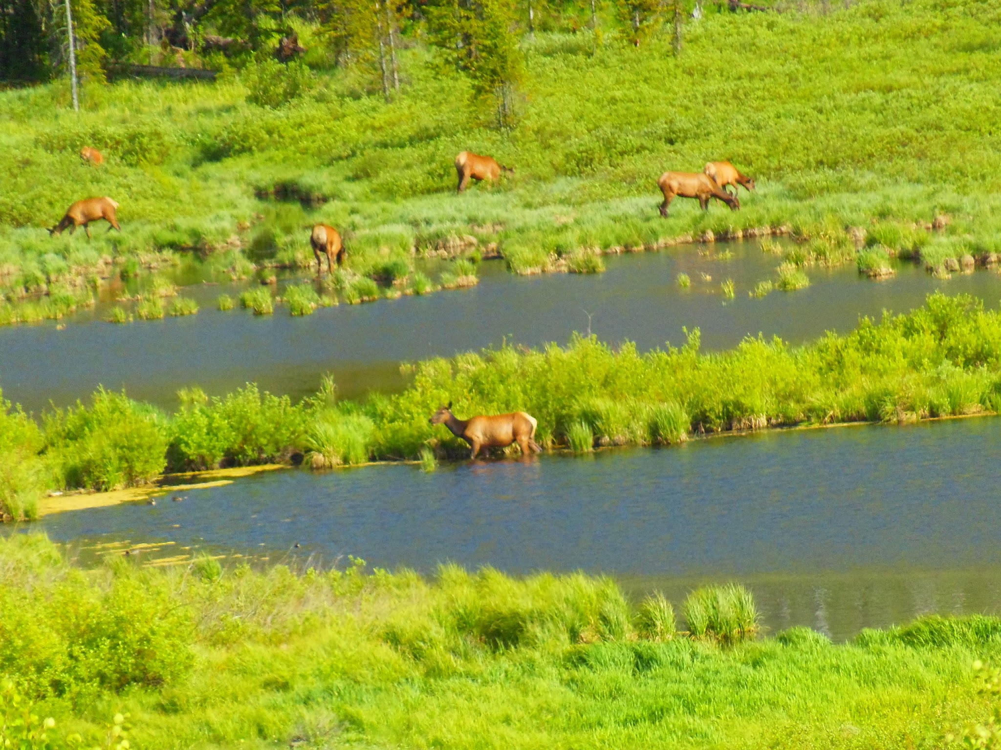 Himes Peak Campground
