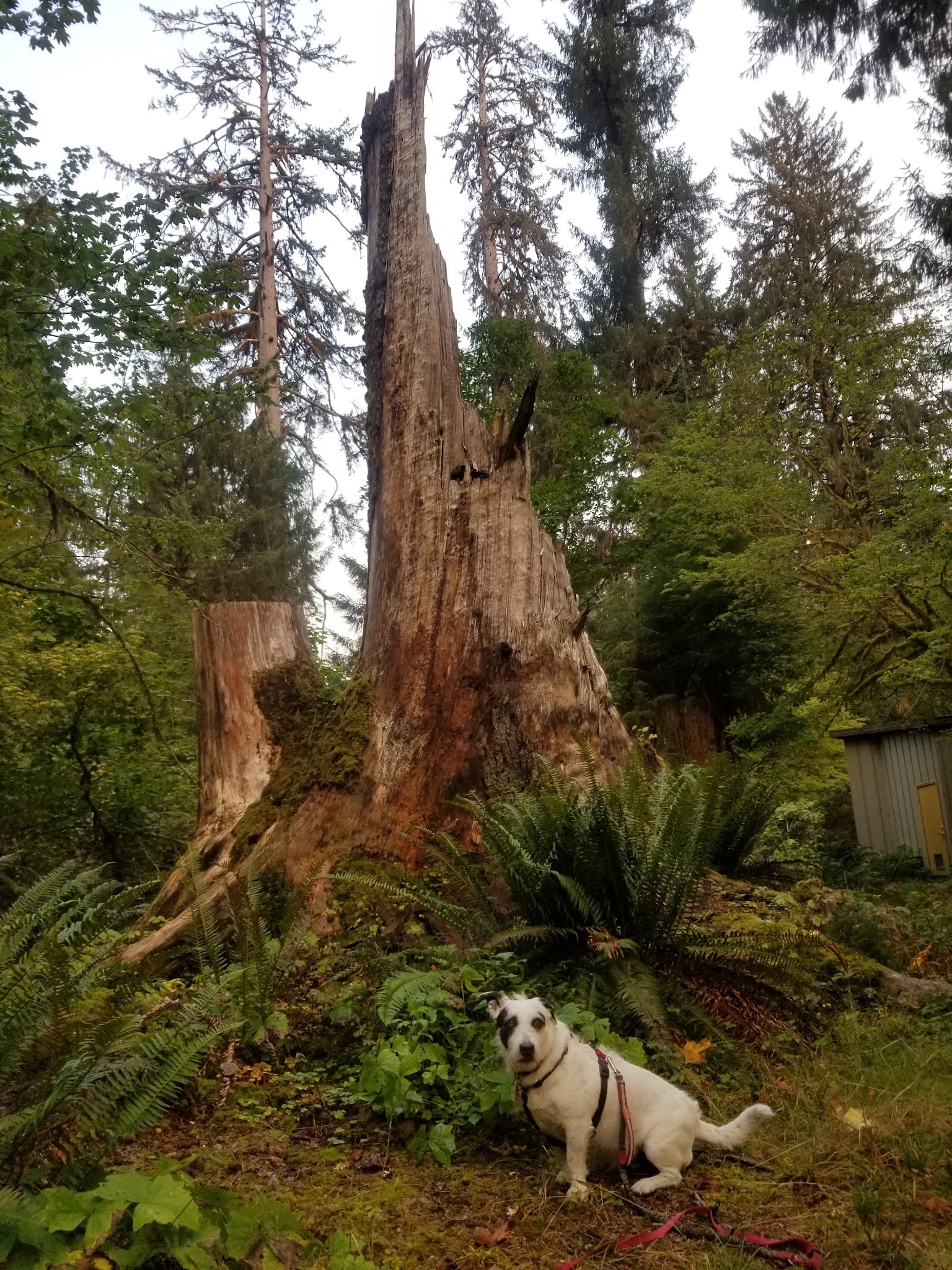 Hoh Rainforest Campground