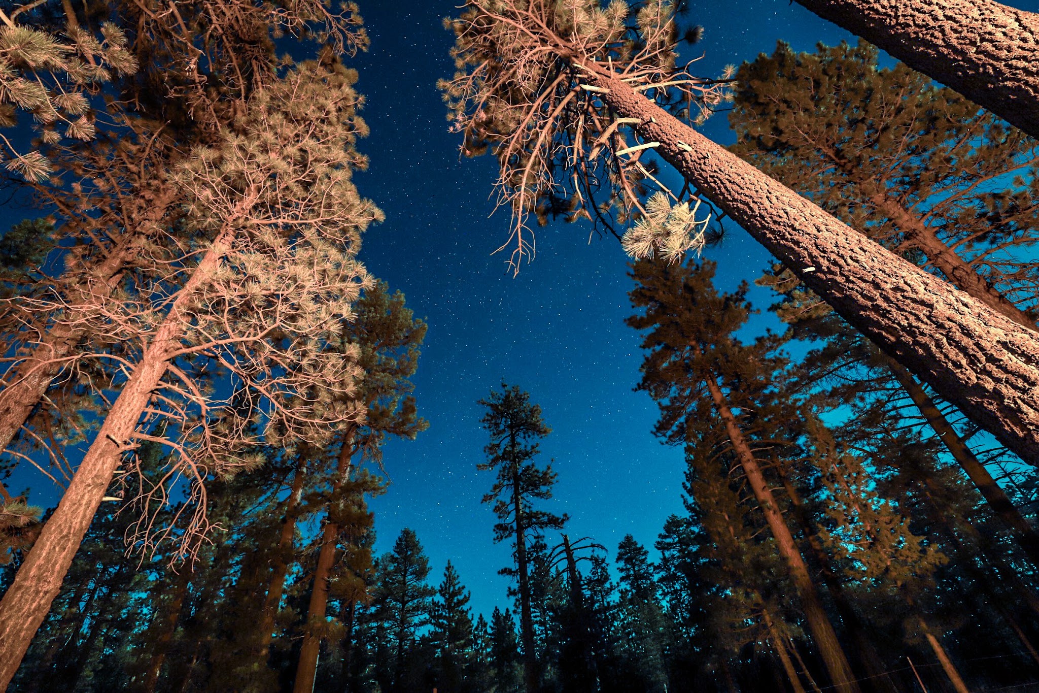 Holcomb Valley Campground