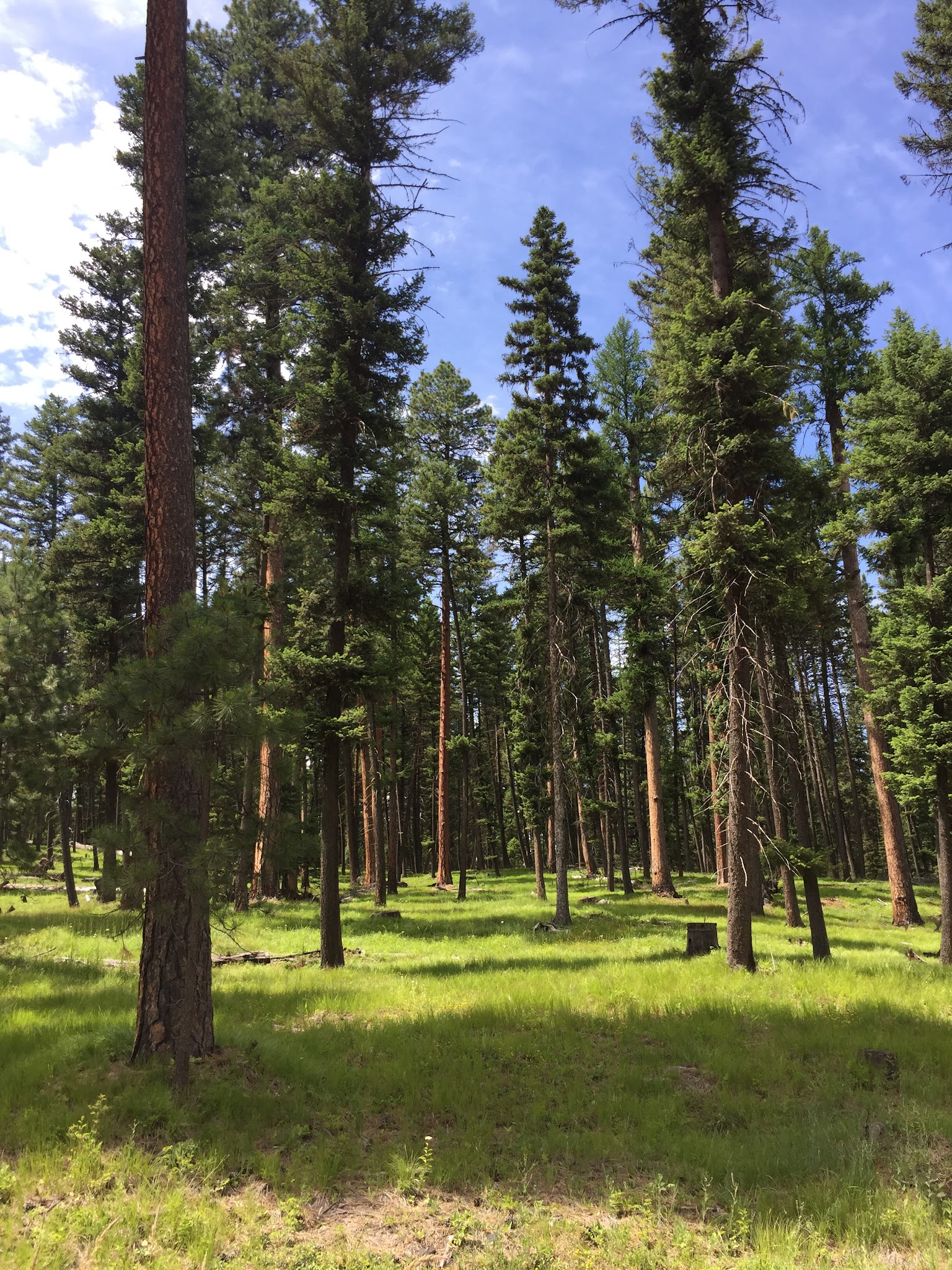 Holland Lake Campground