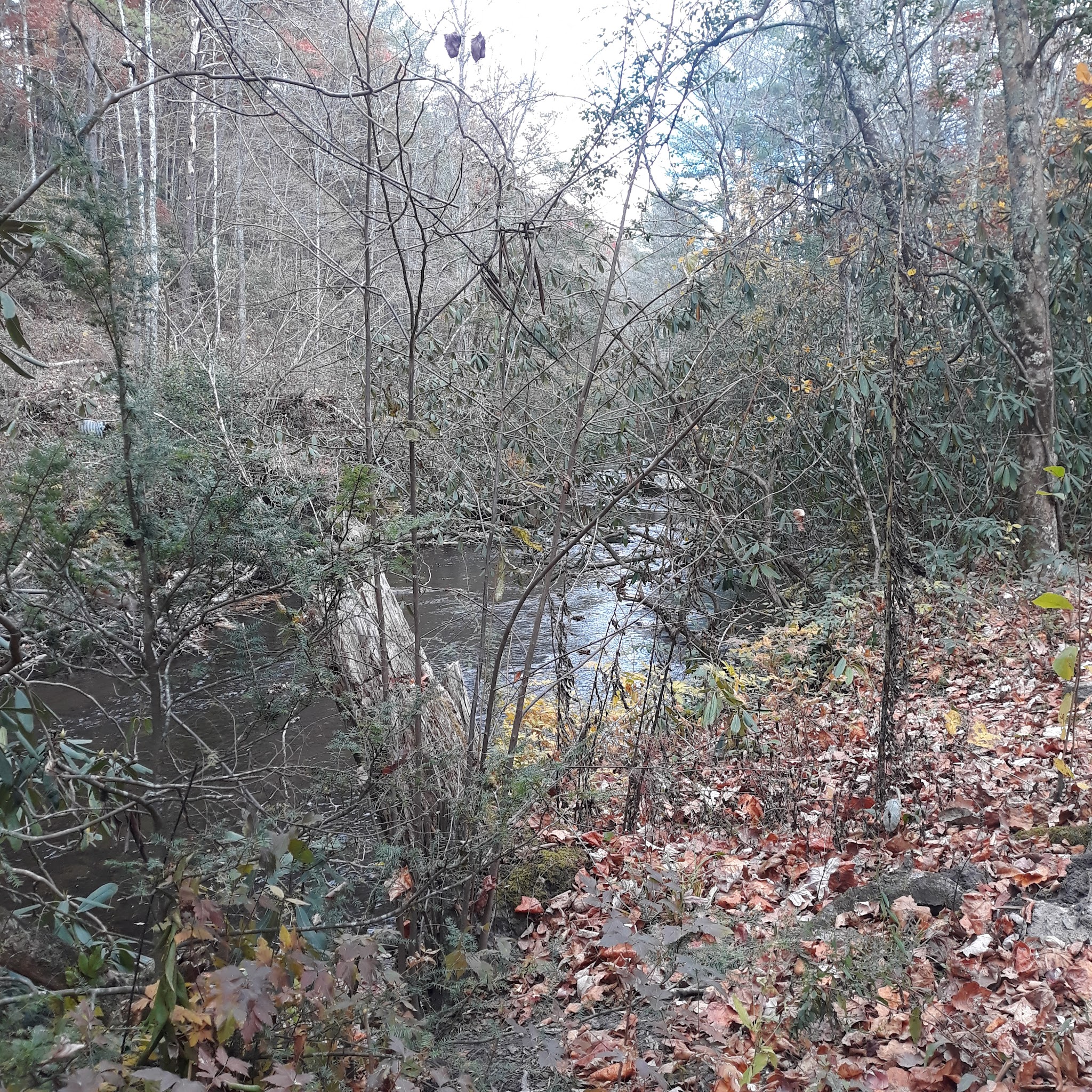 Holly Flats Campground