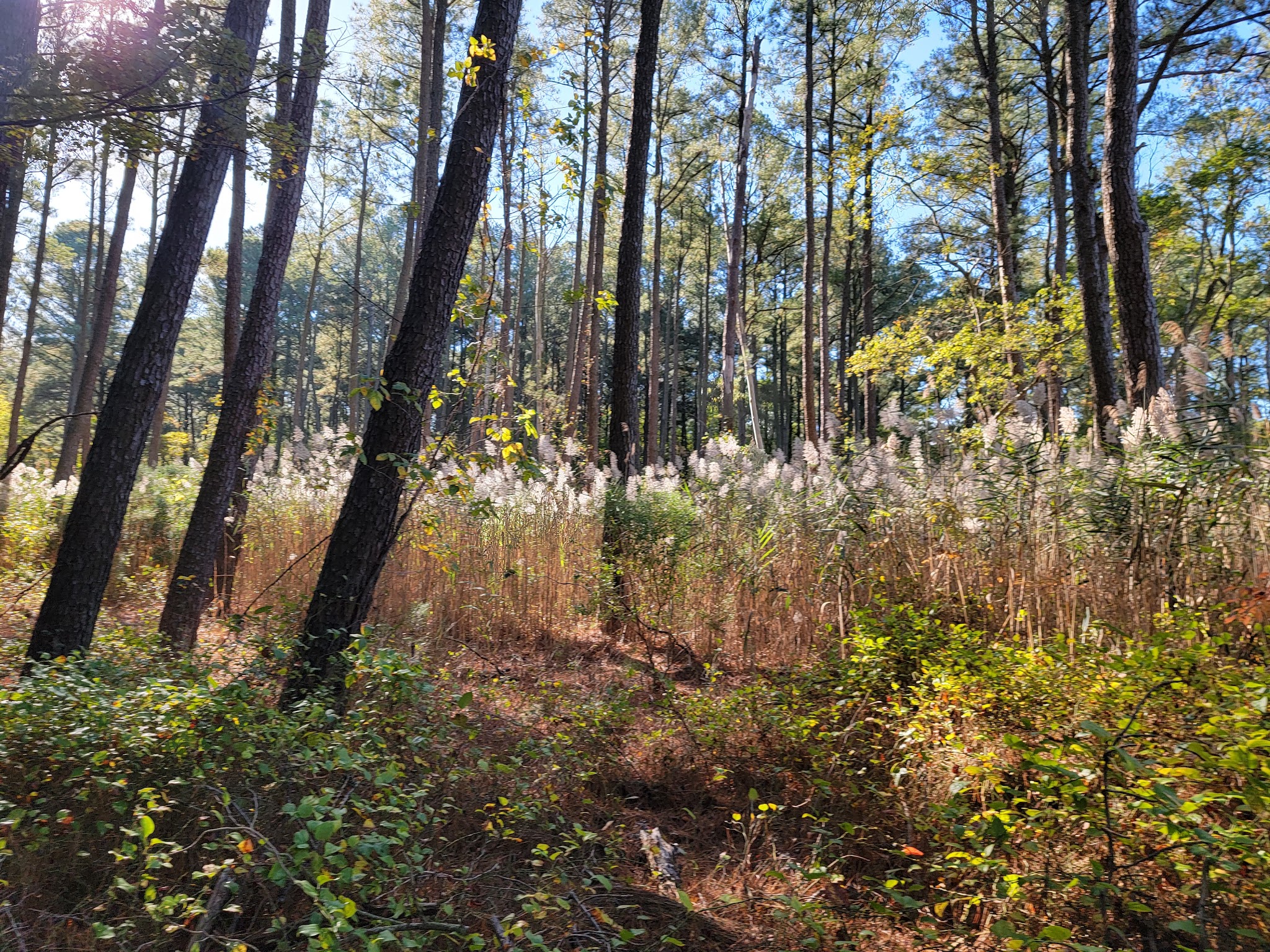 Holts Landing State Park