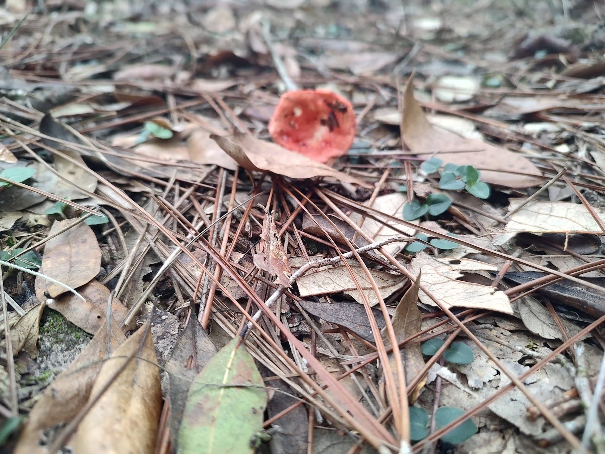 Hontoon Island State Park Campground