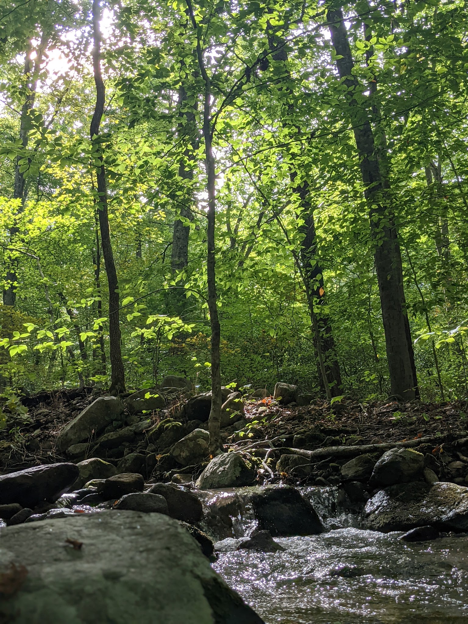 Hopper Creek Group Camp