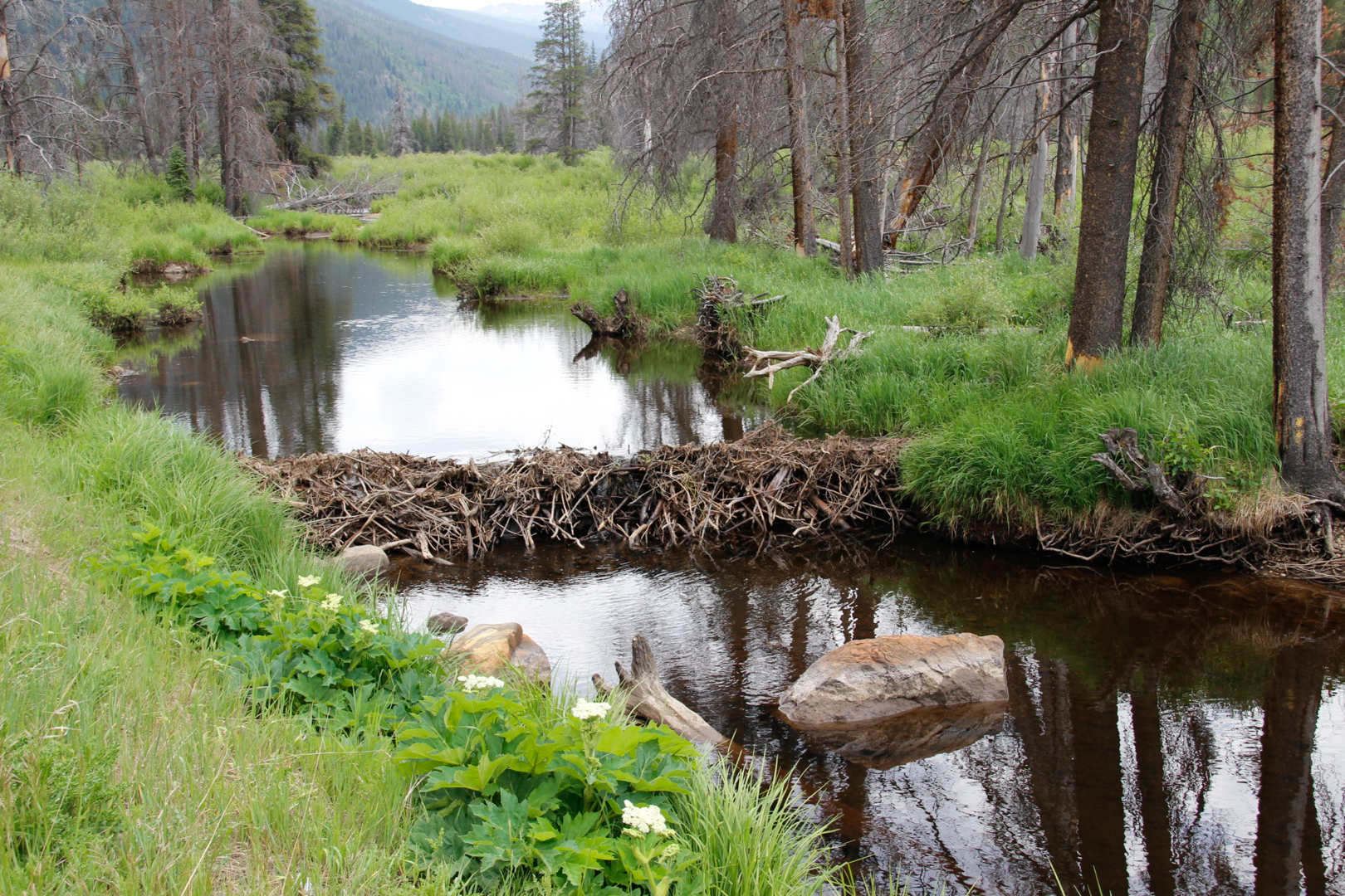 Hornsilver Campground