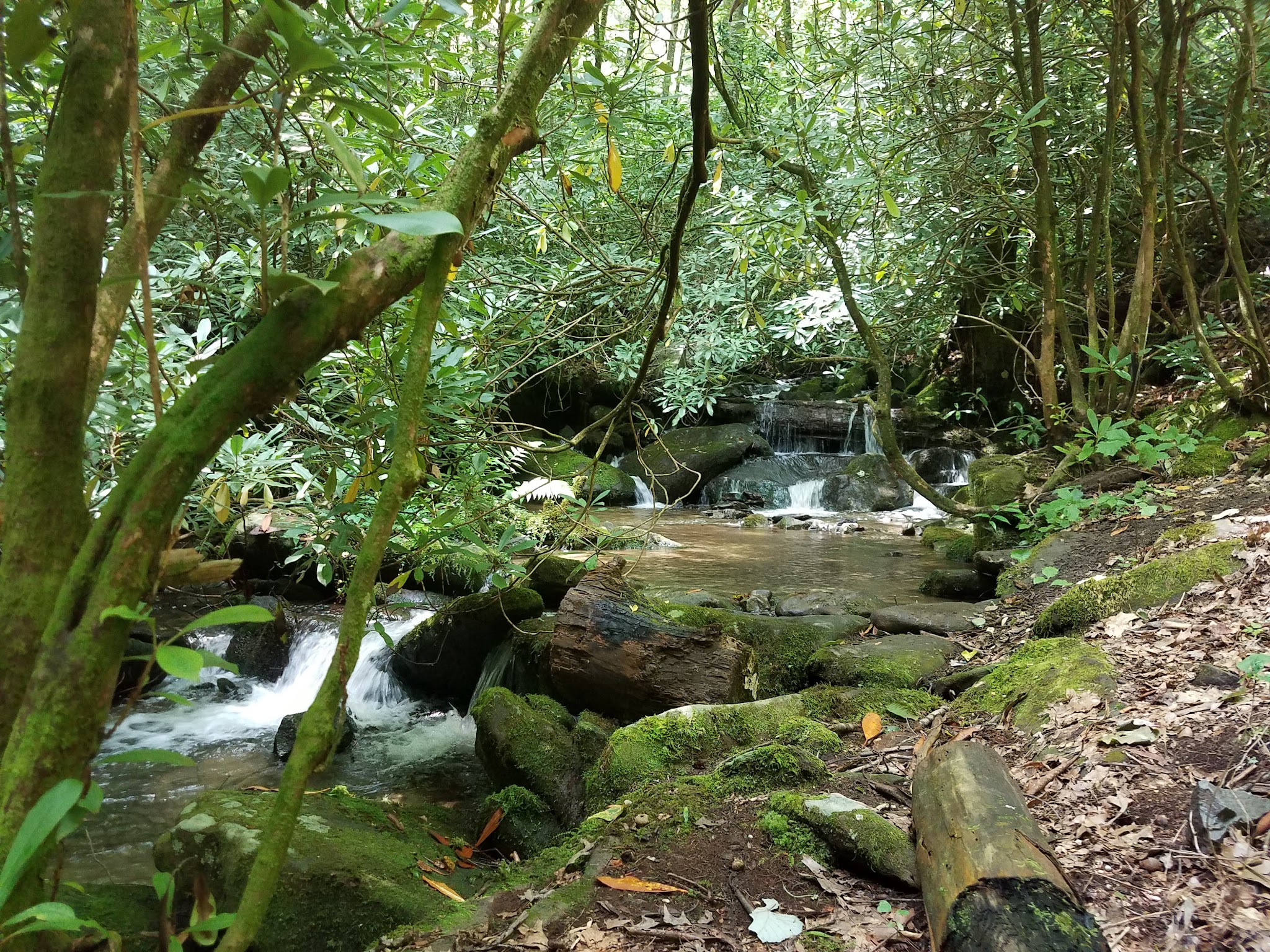 Horse Cove Campground