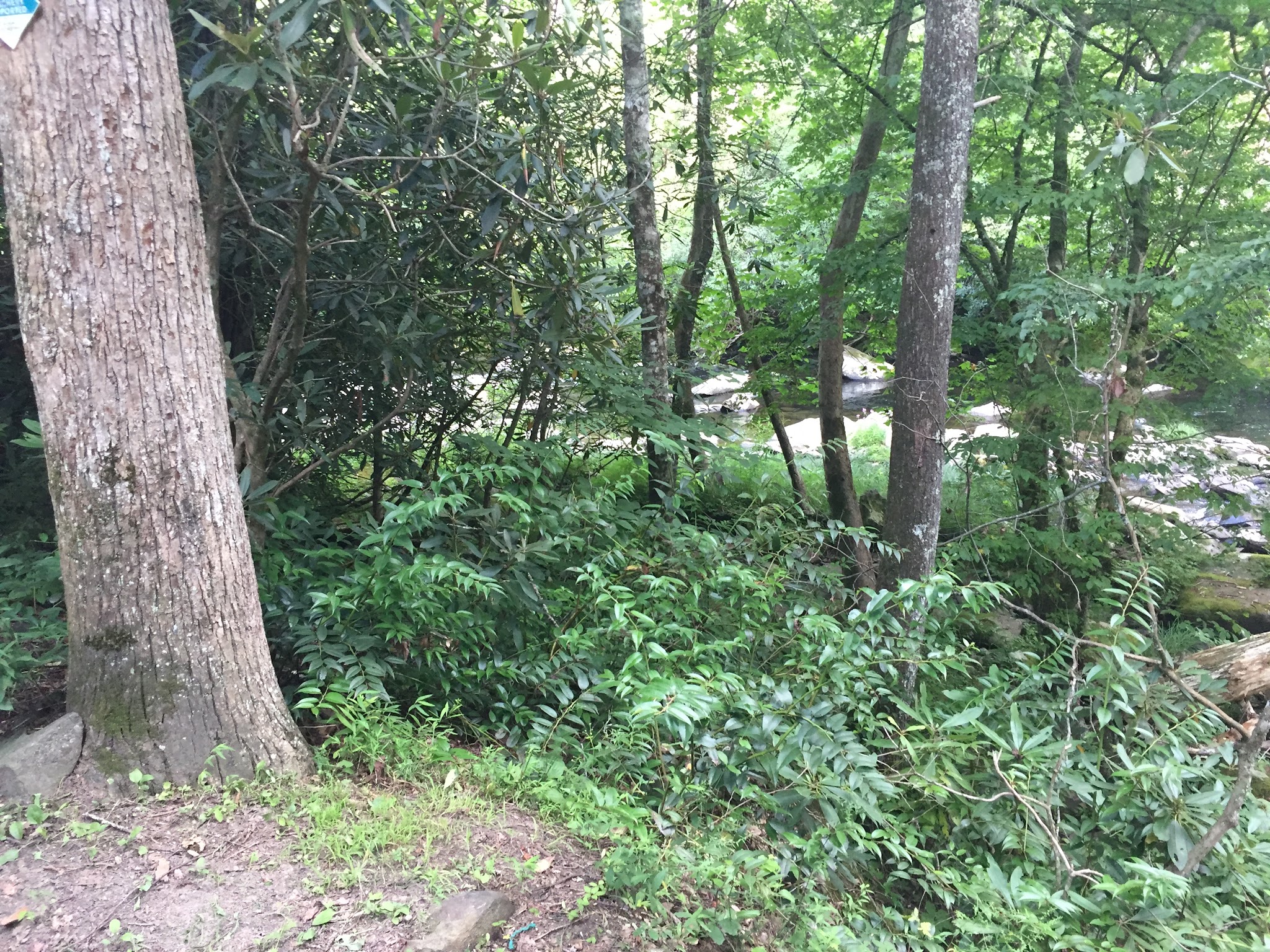 Horse Cove Campground