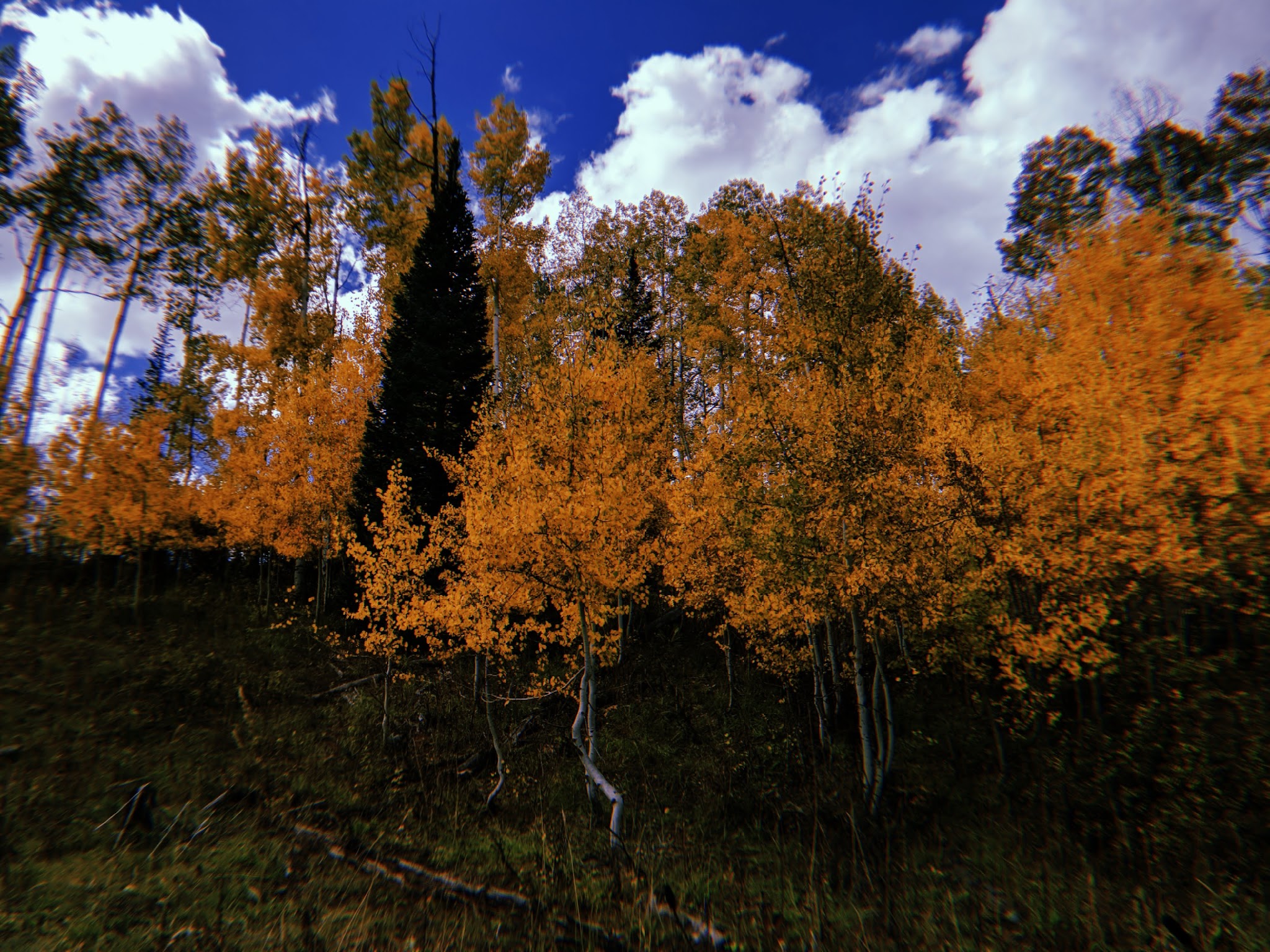 Horse Ranch Park (Dispersed)-Paonia Rd