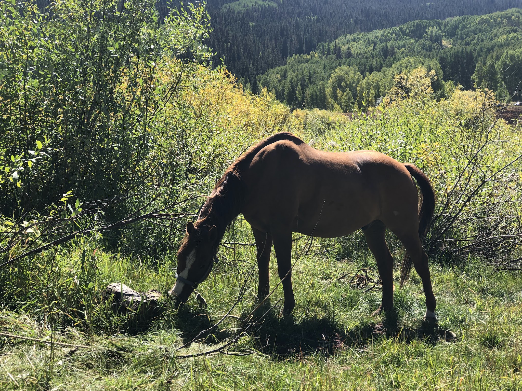 Horse Ranch Park (Dispersed)-Paonia Rd
