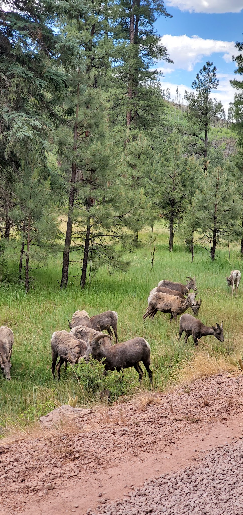 Horse Springs Group Ramada/Campground