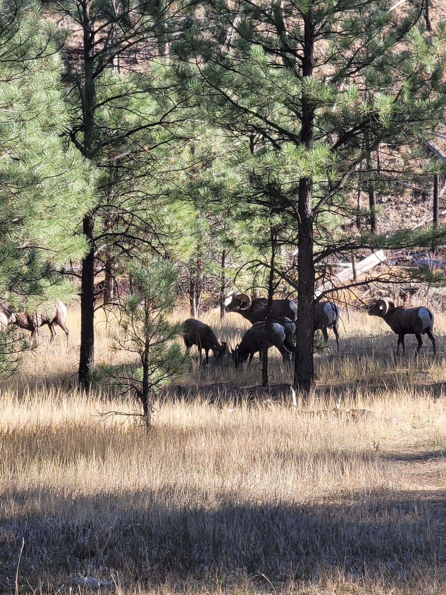 Horse Springs Group Ramada/Campground