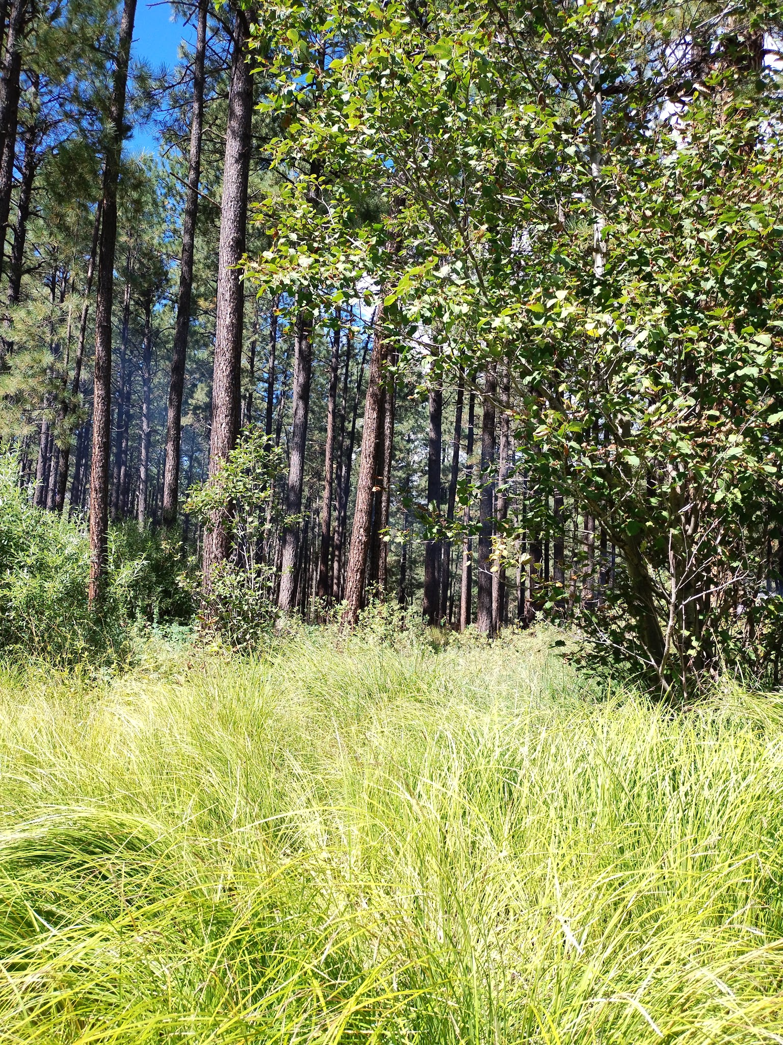 Horse Springs Group Ramada/Campground