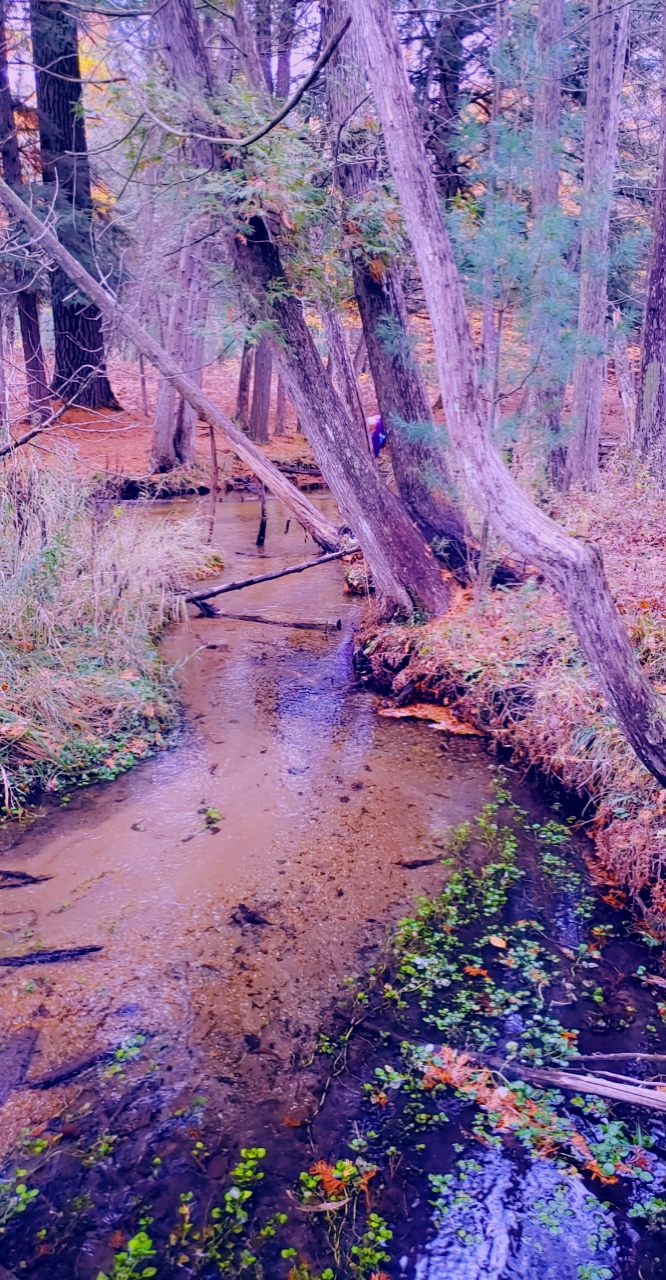 House Lake State Forest Campground