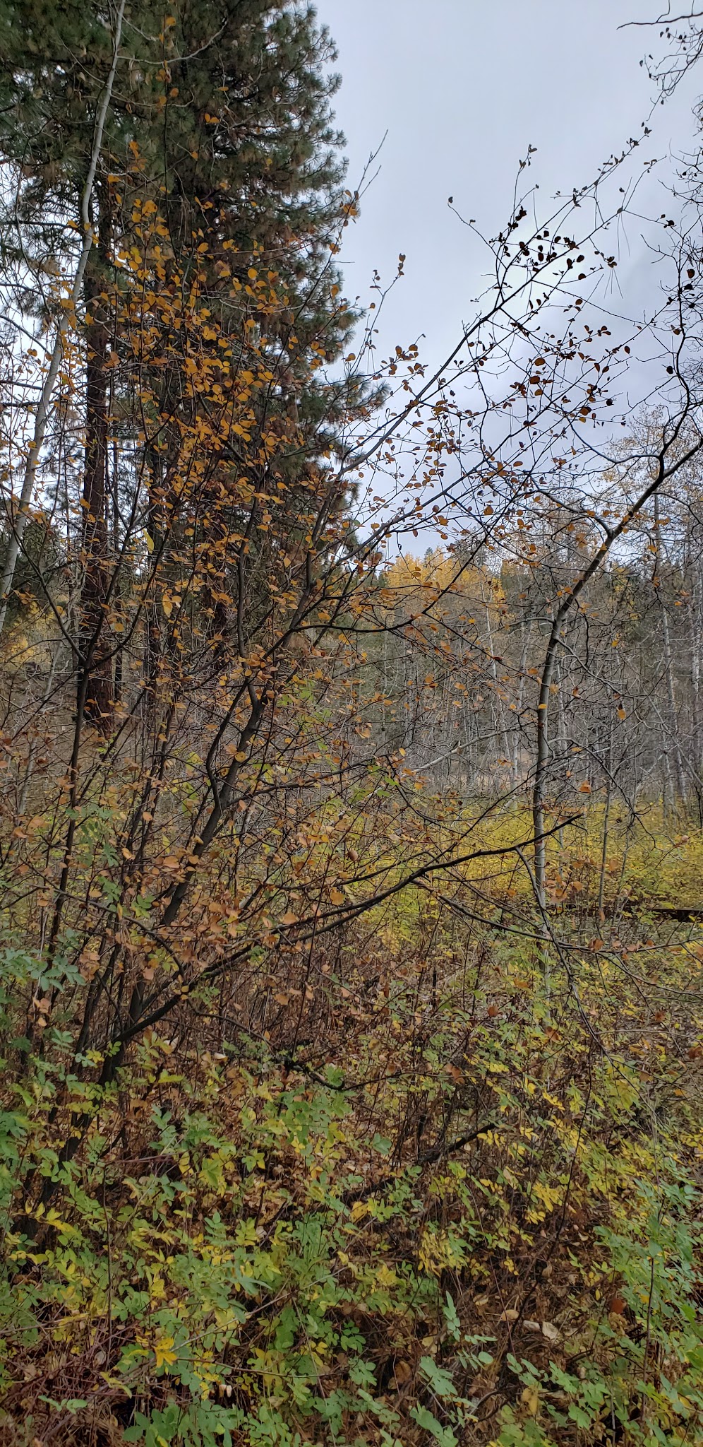 Howard'S Gulch Campground