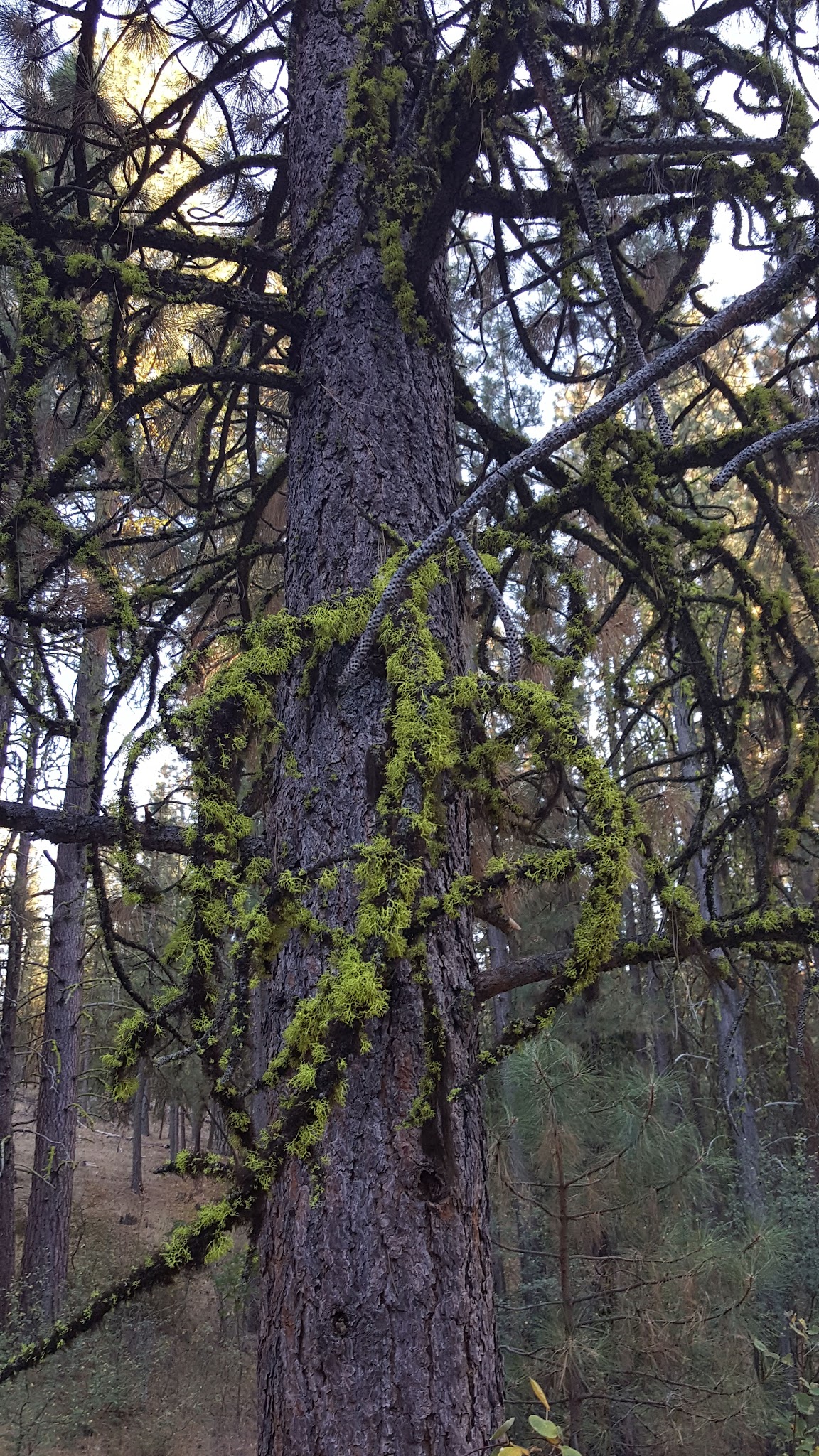 Howard'S Gulch Campground