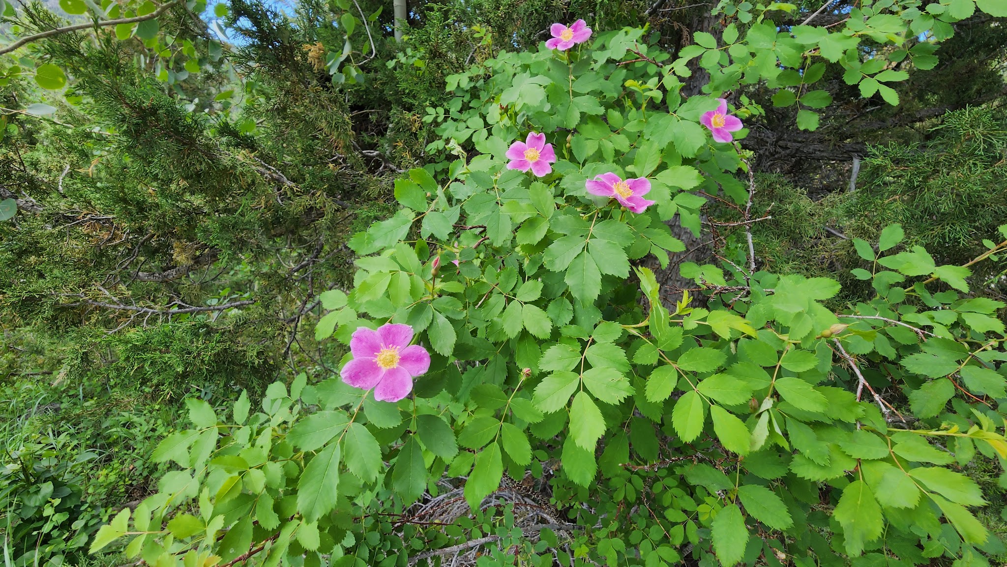 Hugh Otte Campground