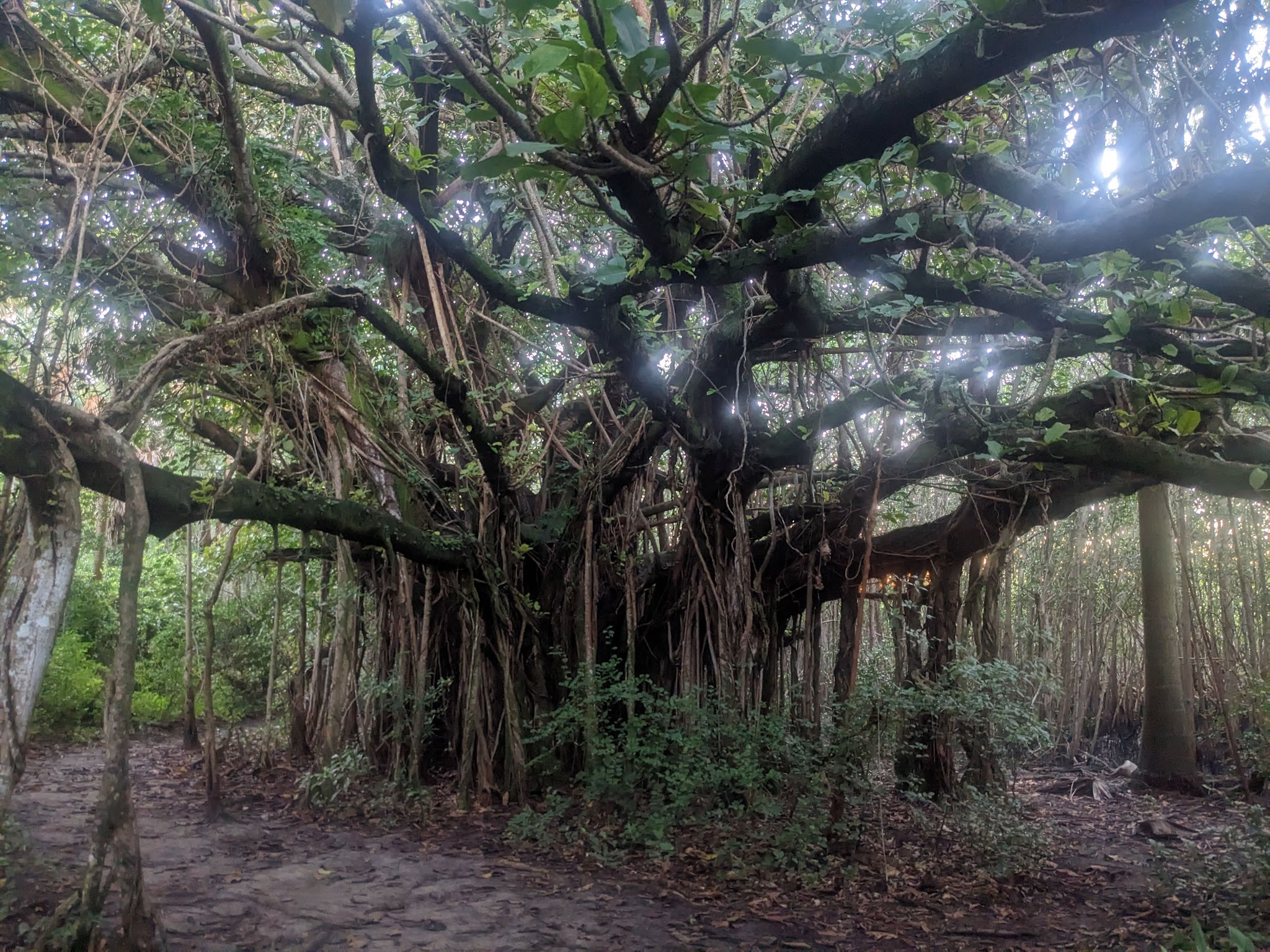Hugh Taylor Birch State Park Campground
