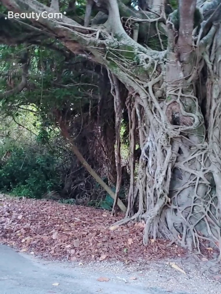 Hugh Taylor Birch State Park Campground