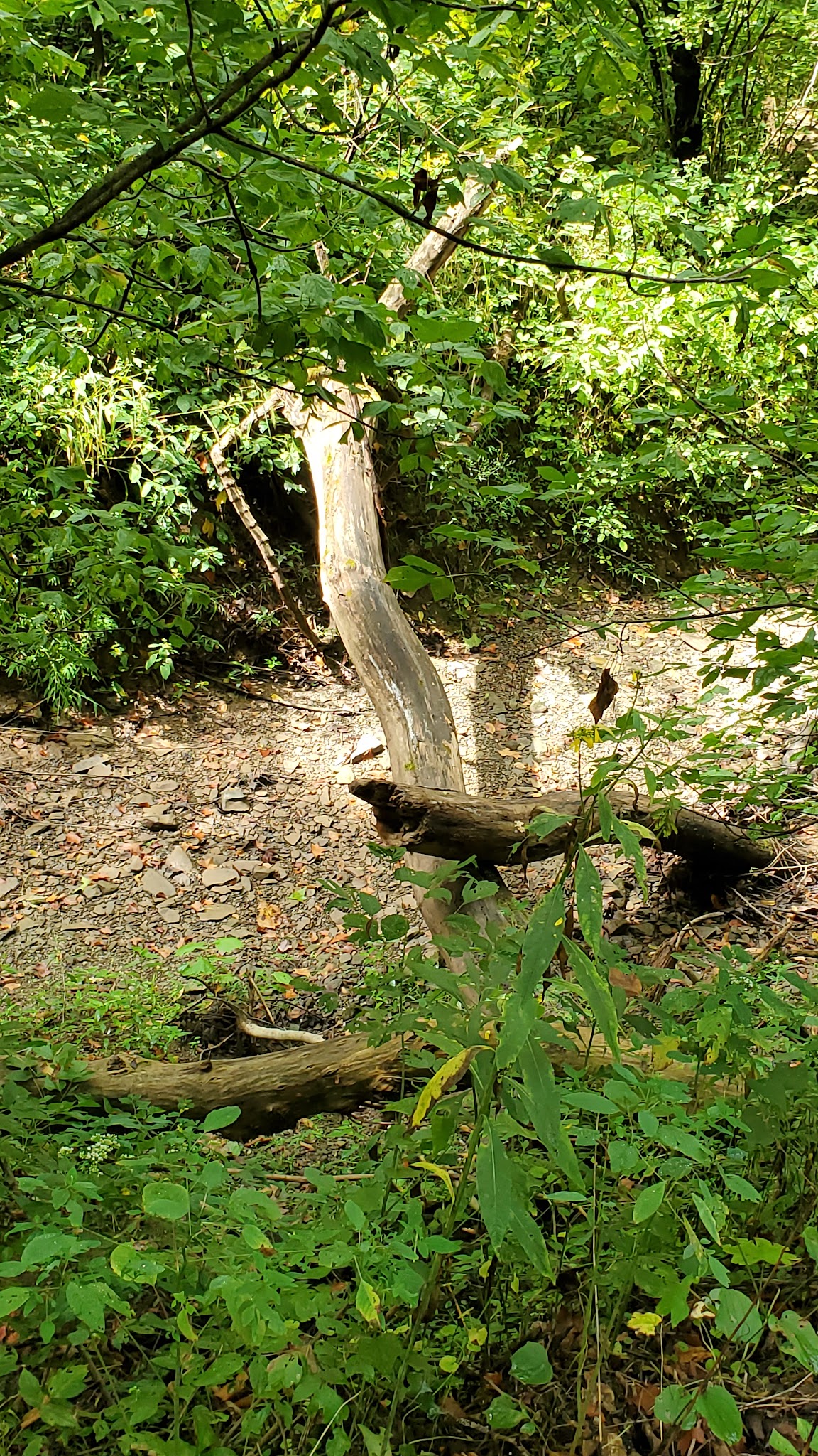 Hune Bridge Campground