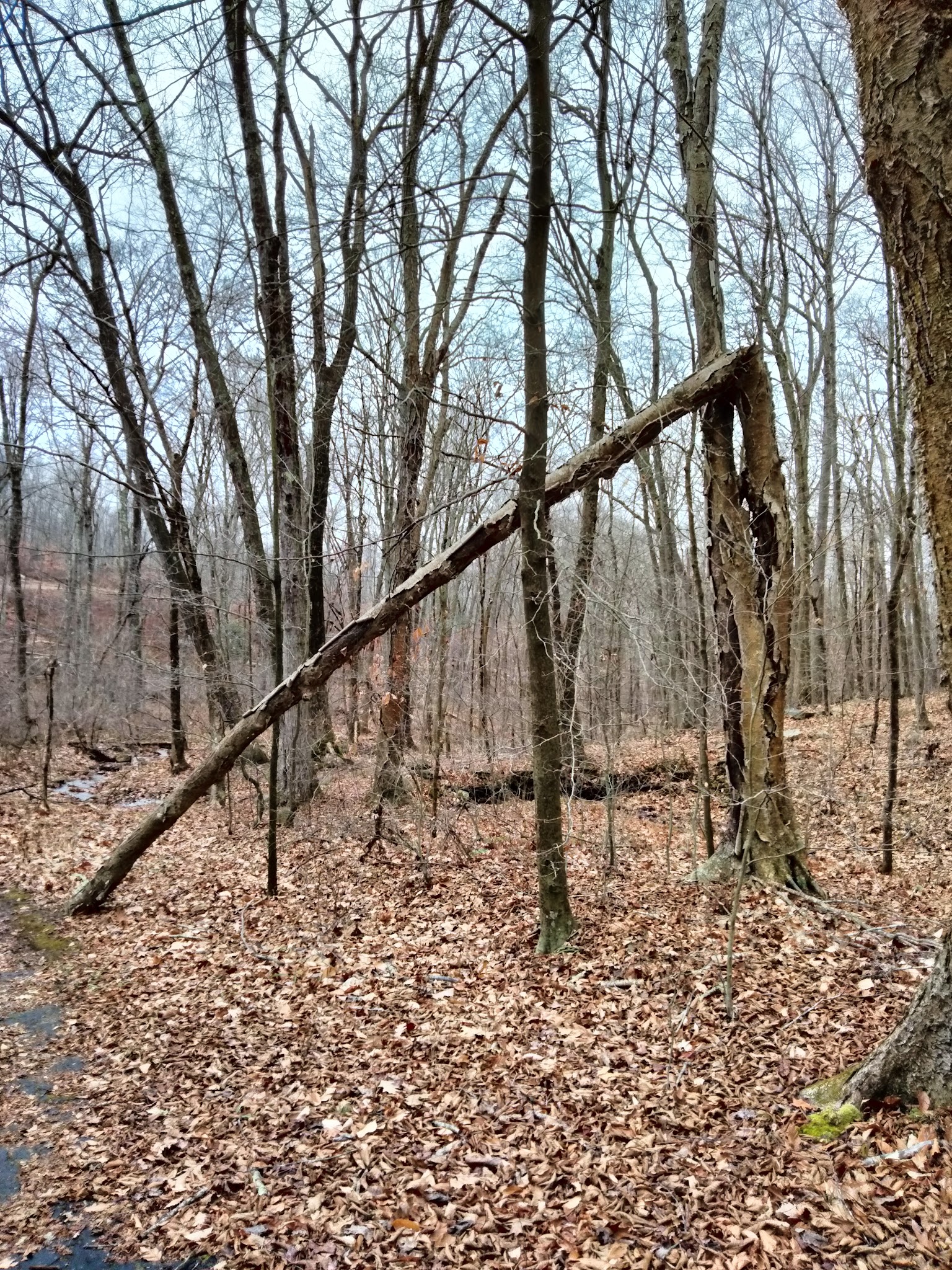 Hurd State Park River Camping