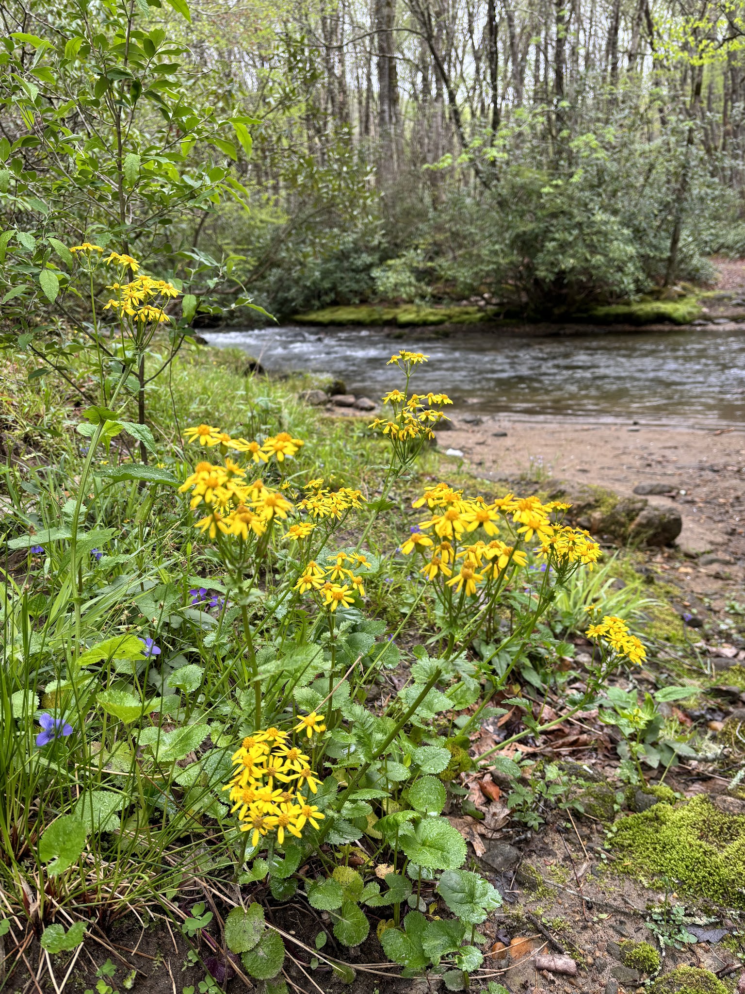 Hurricane Creek Horse & Primitive Campground