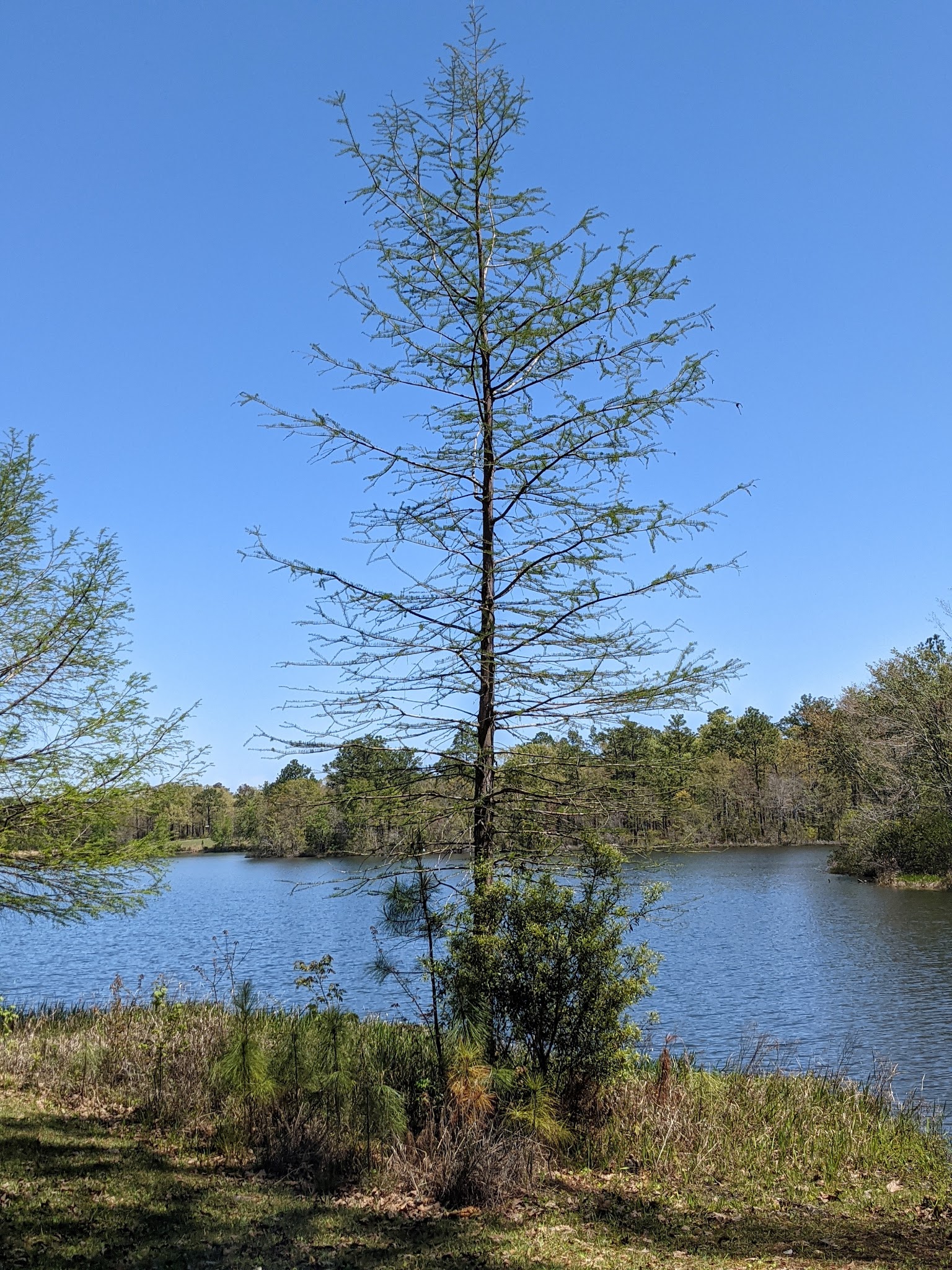 Hurricane Lake South Campground Blackwater River State Forest