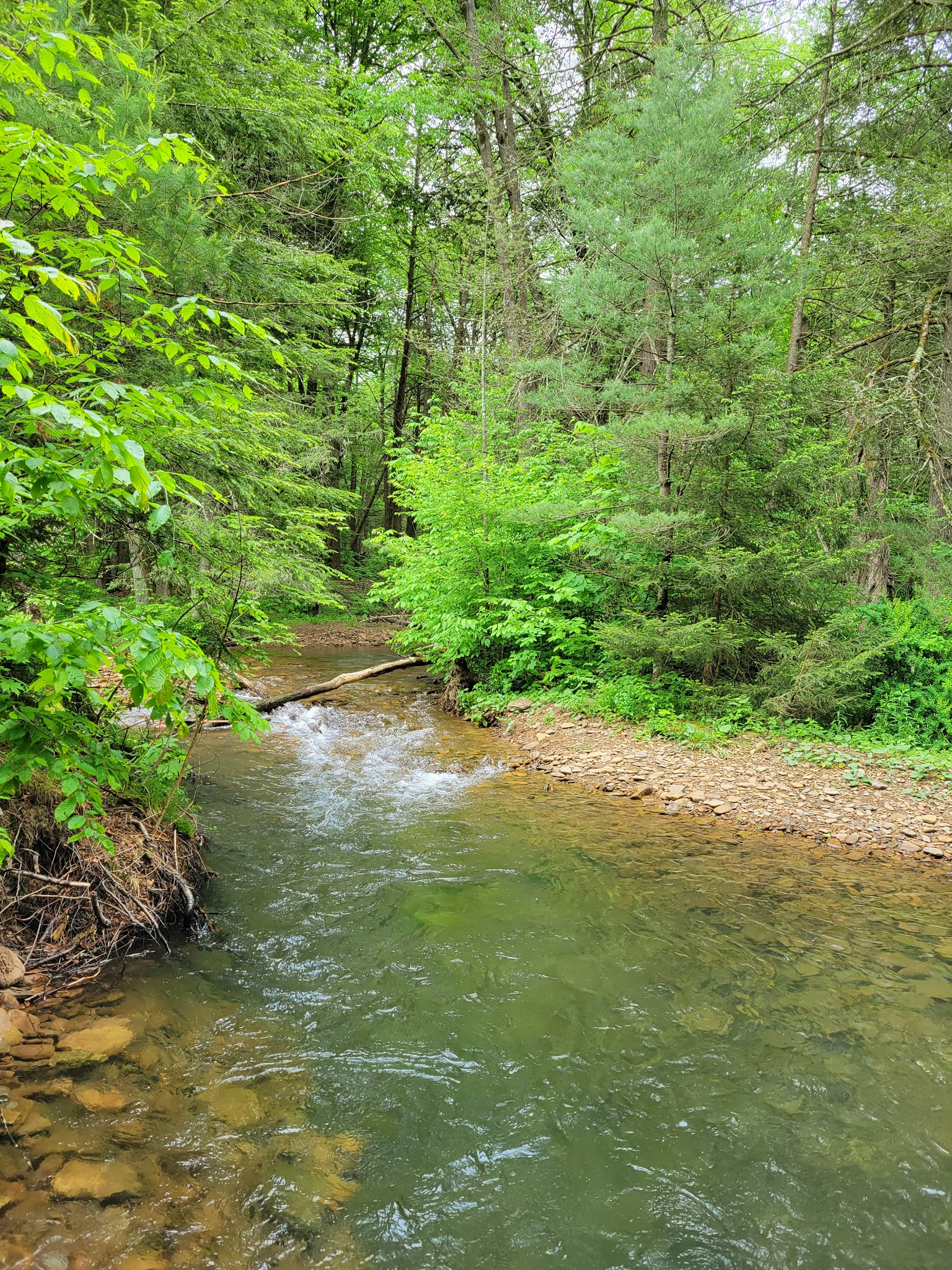 Hyner Run State Park